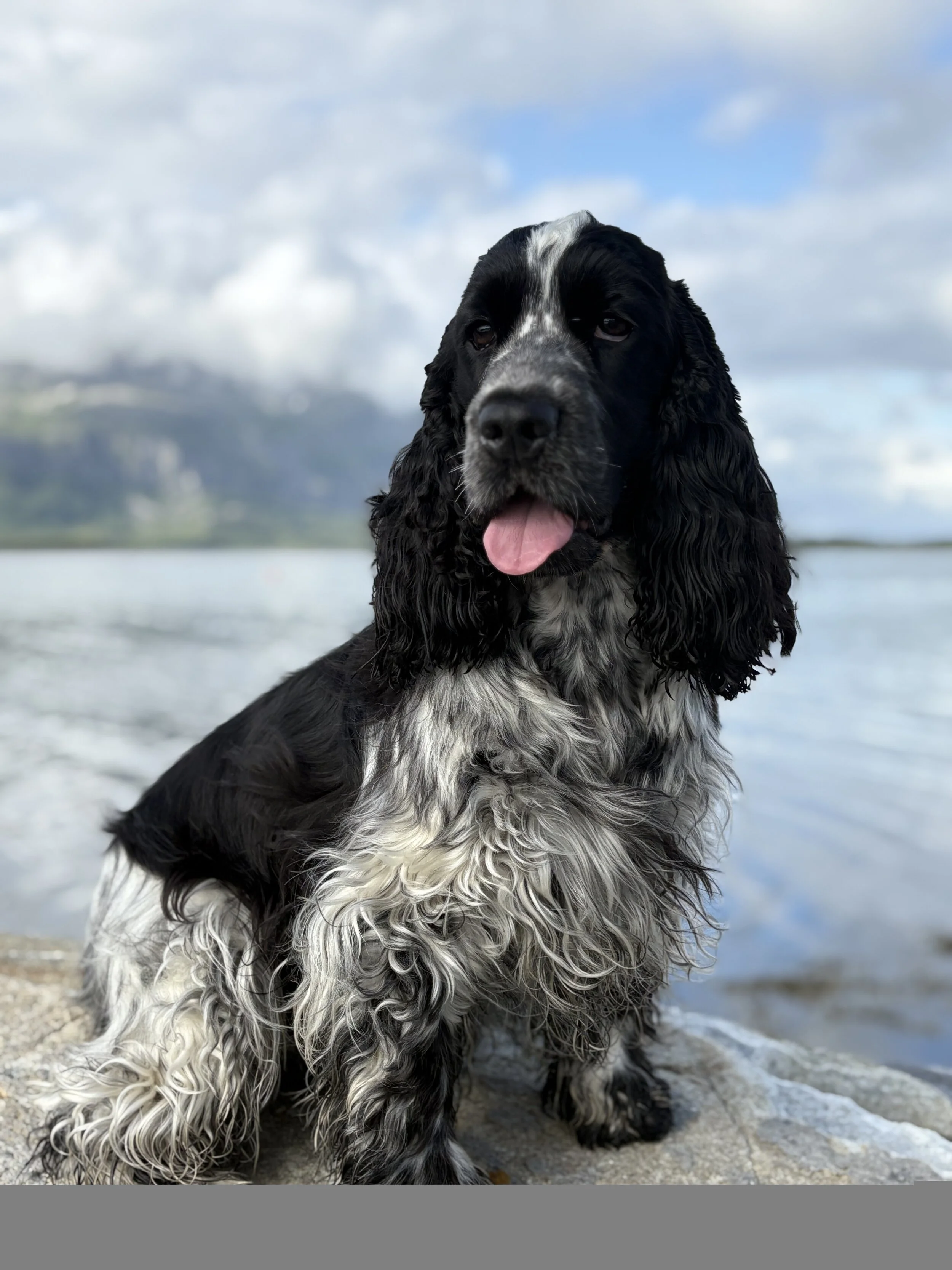 En svart og hvit cocker spaniel som sitter på en stein.