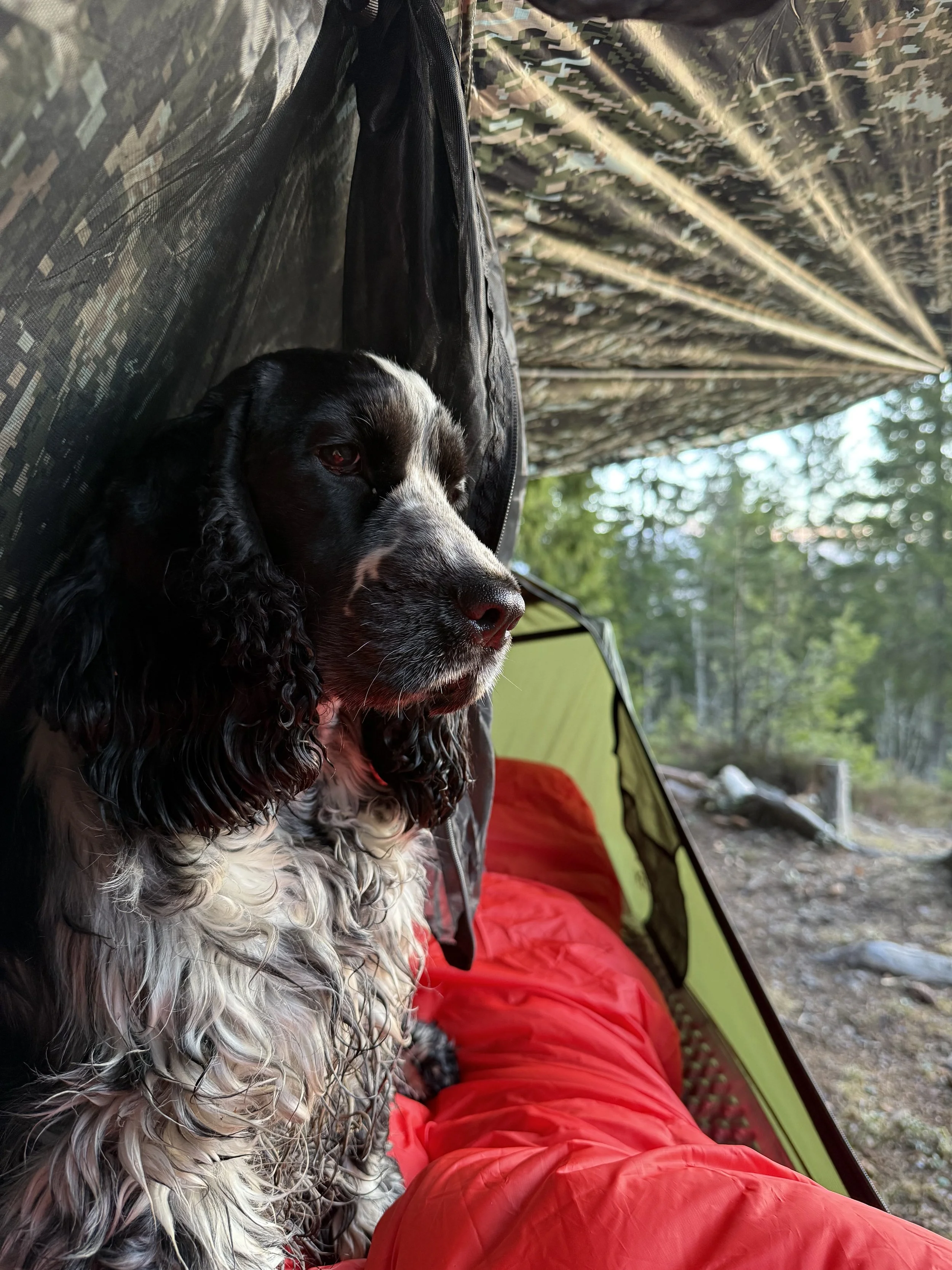 cocker spaniel i hengekøye