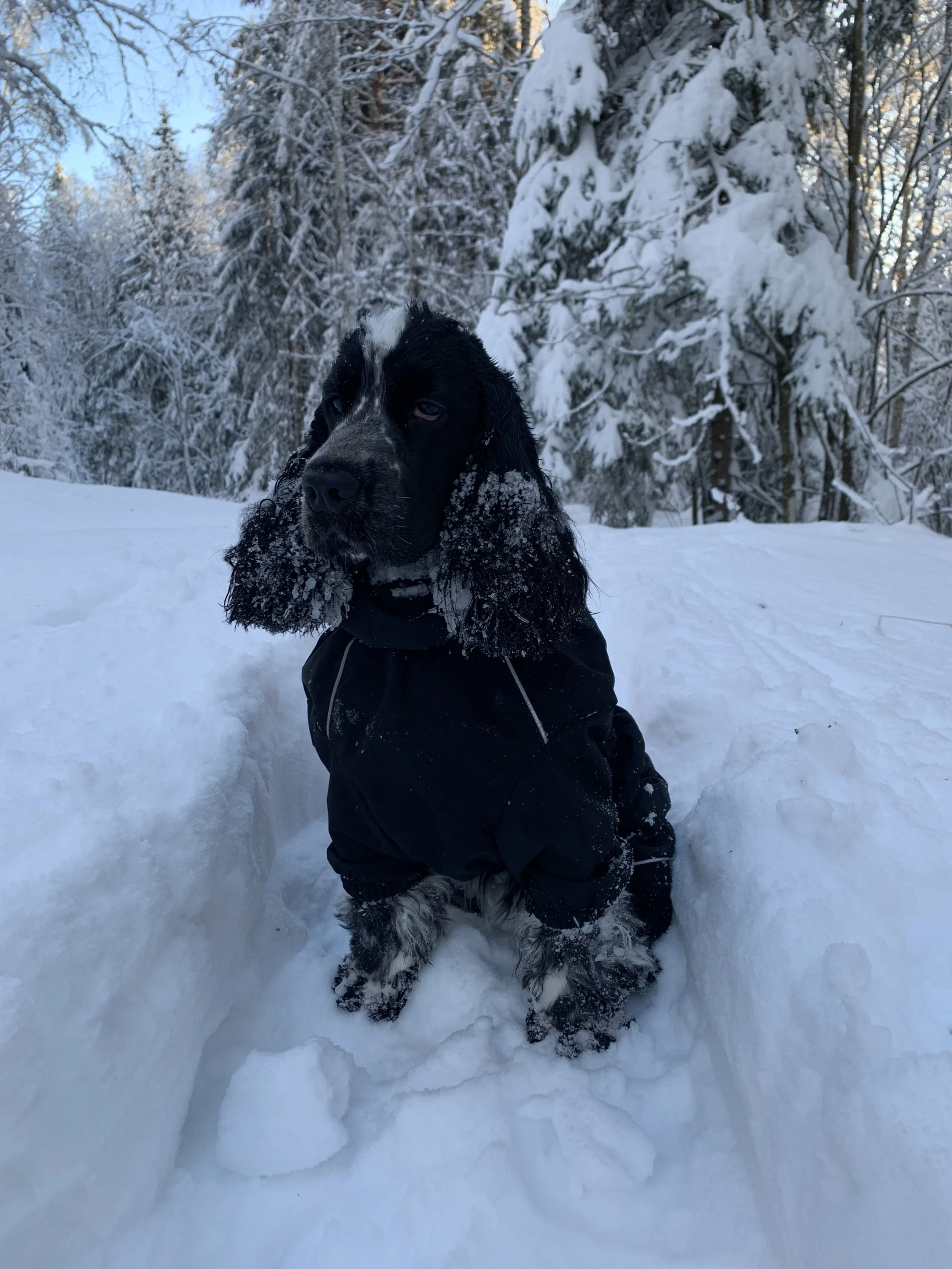 cocker spaniel ute på vinteren