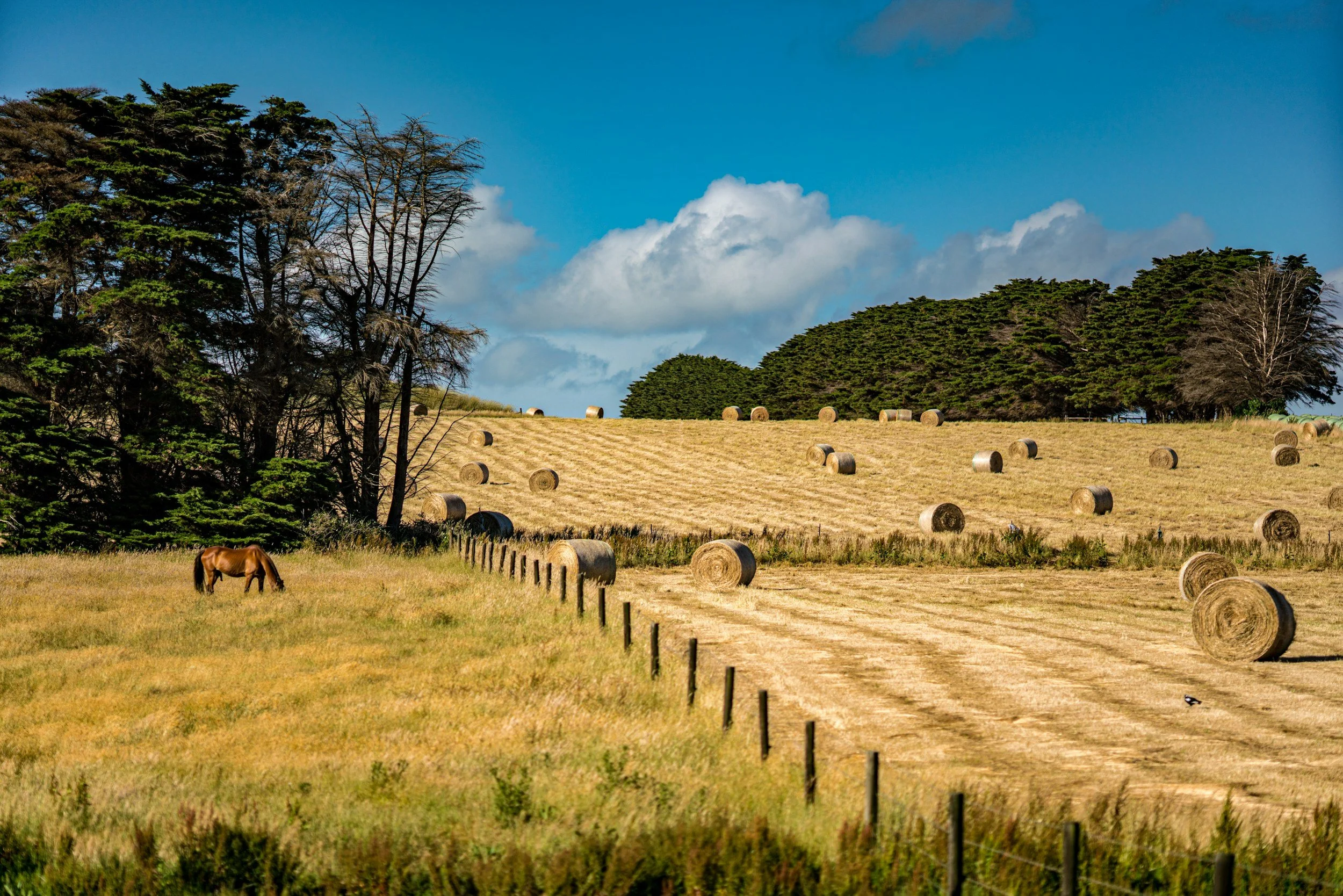 Open field with hay rolls, a horse grazing, and trees in the background under a partly cloudy sky.