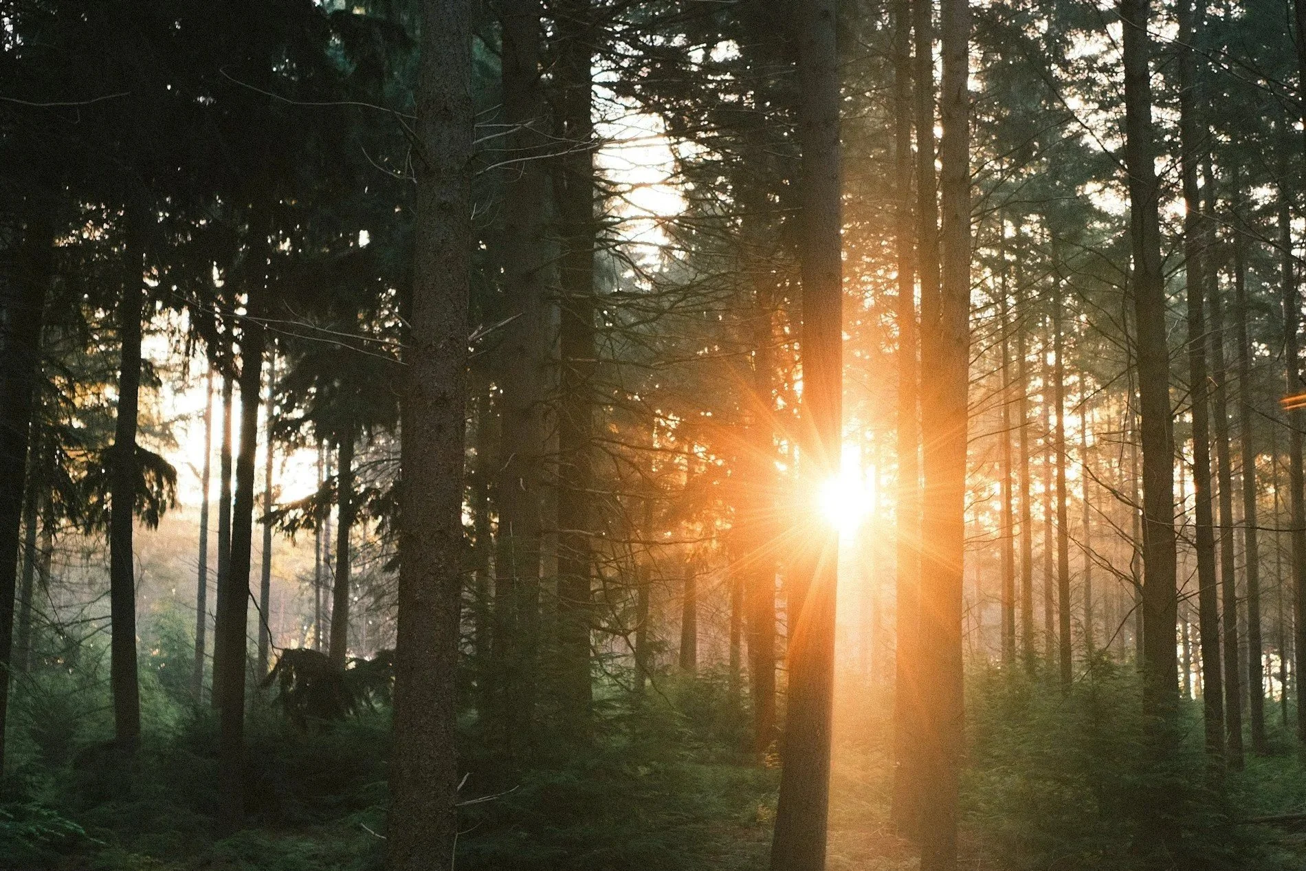 Sunset sunlight shining through a dense forest of tall trees.