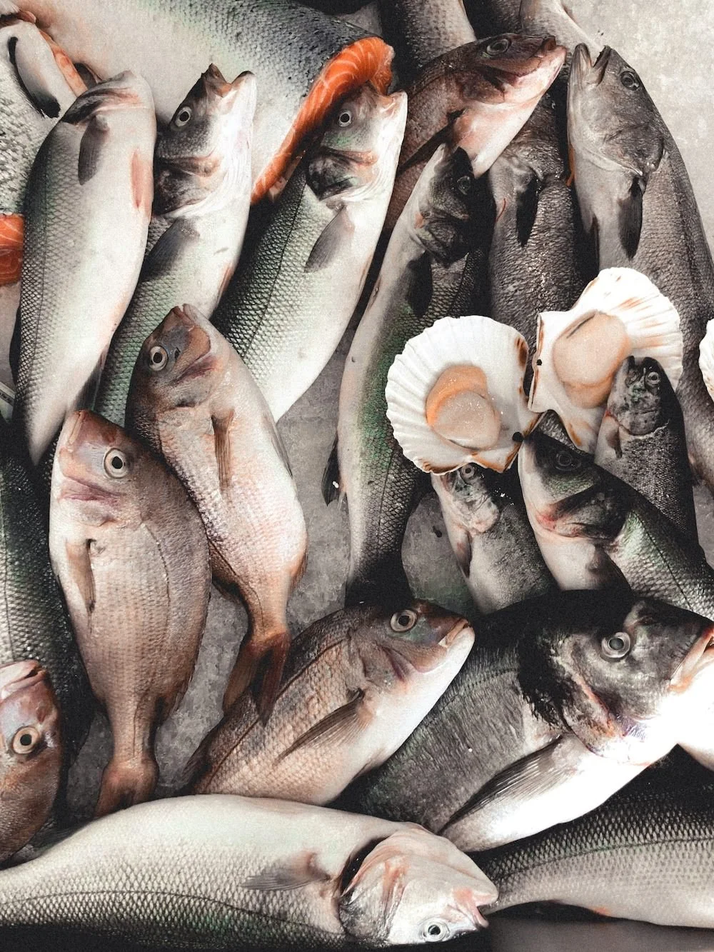 Various types of freshly caught fish and seafood, including scallops, displayed on ice.