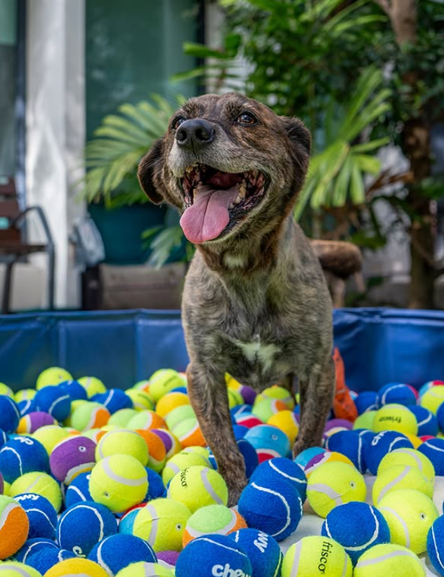 Chewy Promo Codes April 2026: Save Big on Pet Essentials This Month