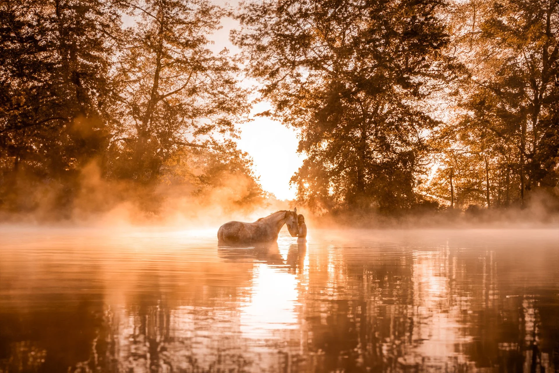 A person and a horse in a misty body of water during sunset, with large trees in the background.