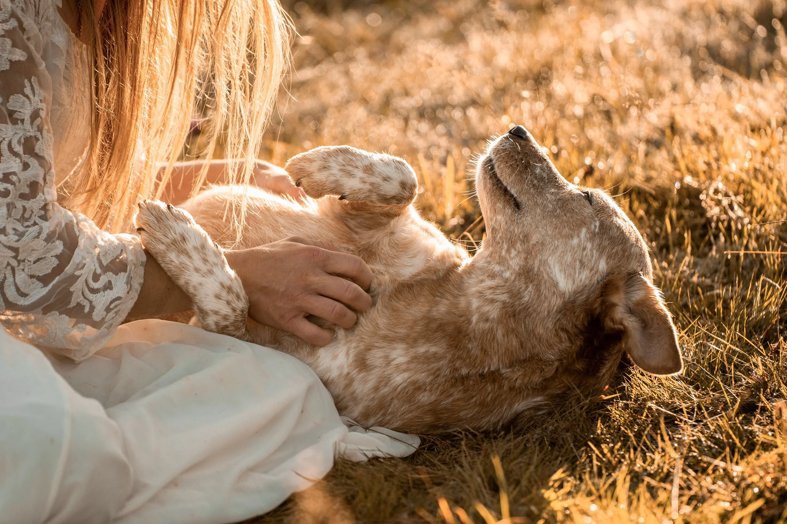 A person with long blonde hair wearing a white lace dress holding a relaxed light brown puppy with darker spots, lying on its back in a grassy field during sunset.