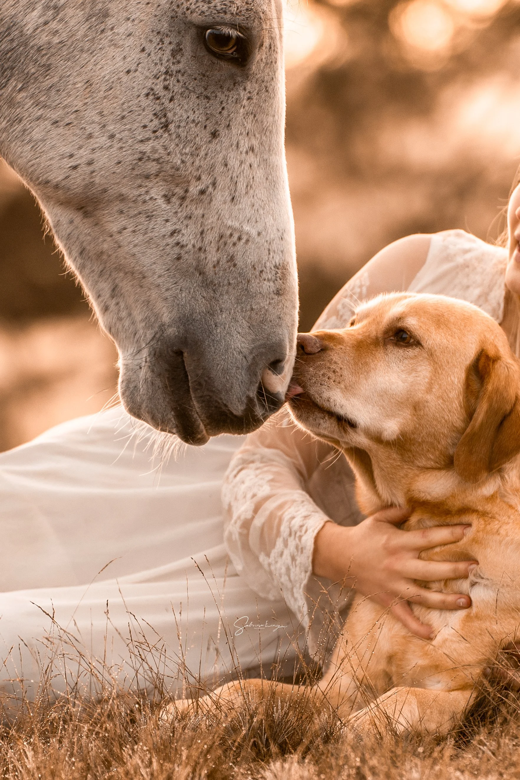 Eine Nahaufnahme eines grauen Pferdes und eines Hundes, die sich die Nasen berühren, während eine Person den Hund auf einer Wiese mit hohem Gras hält.