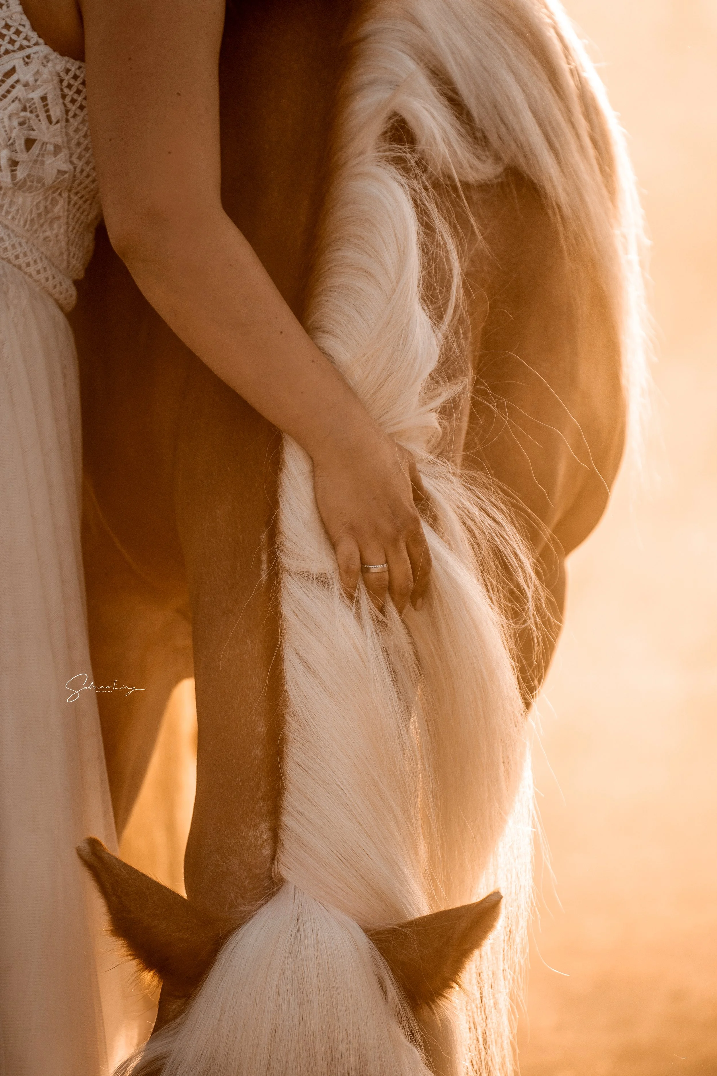 Ein weißes Pferd mit hellgoldener Mähne und einem braunen Fleck im Gesicht steht draußen im warmen Sonnenlicht. Eine Person mit heller Haut, die ein weißes Spitzenkleid trägt, hält das Pferd fest und streichelt es.