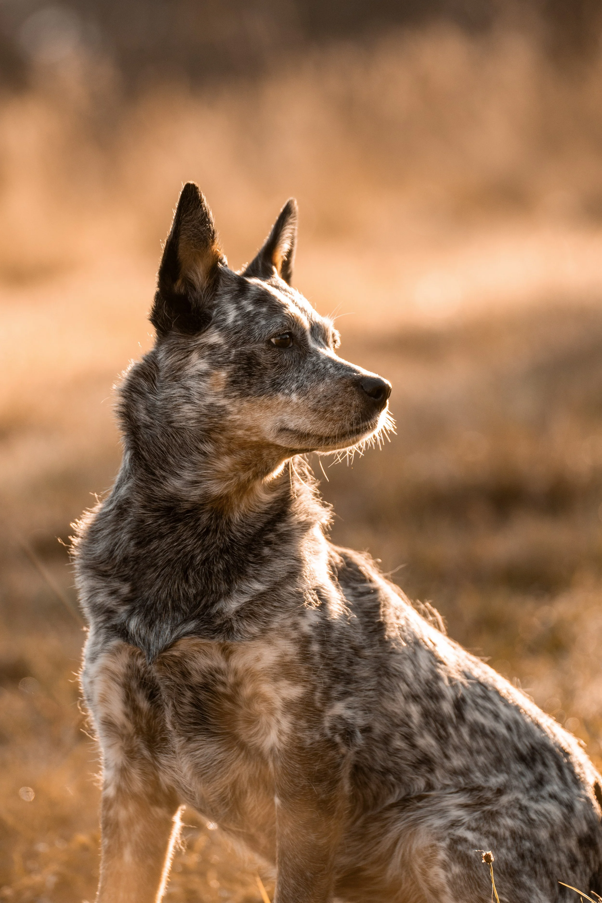 Profile of a young dog with a brindle coat, sitting outdoors in the warm sunlight, with a blurred background.