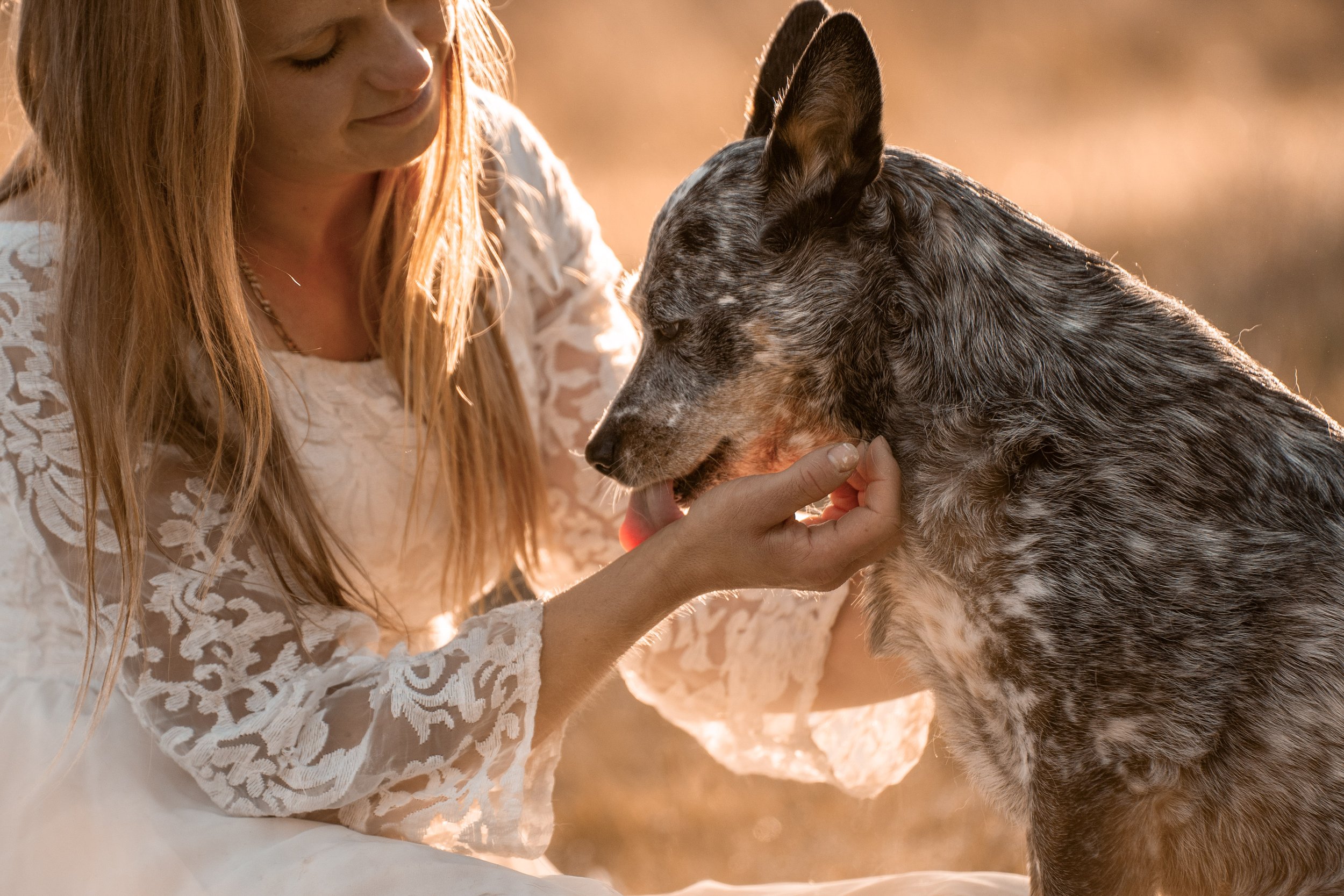A woman with long red hair wearing a white lace dress gently holds and looks at a dog with a blue merle coat pattern in a warm outdoor setting during sunset.