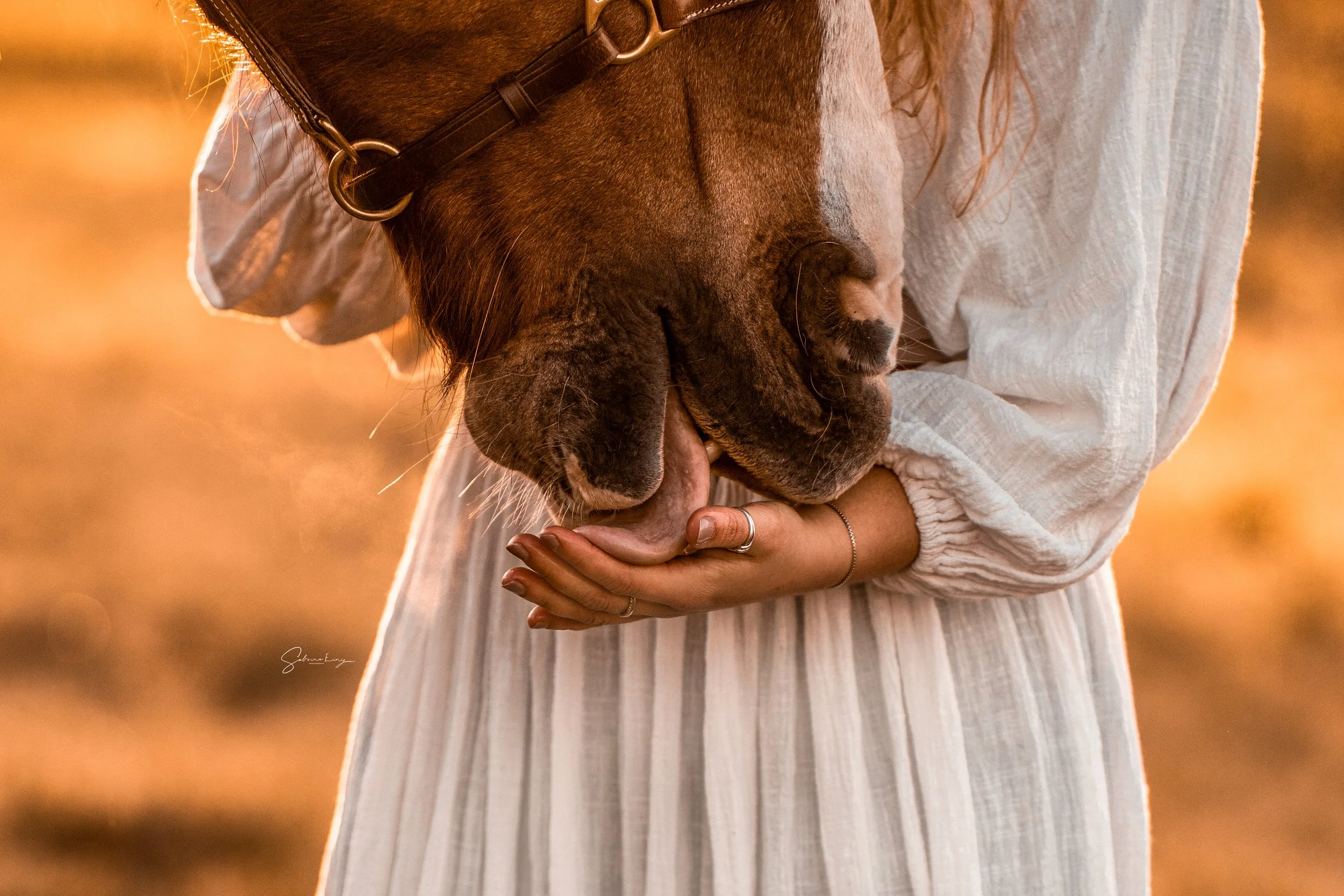 A person wearing a light-colored, long-sleeved dress is holding a brown horse gently in their arms. The scene is bathed in warm, golden sunlight, creating a peaceful and intimate atmosphere.