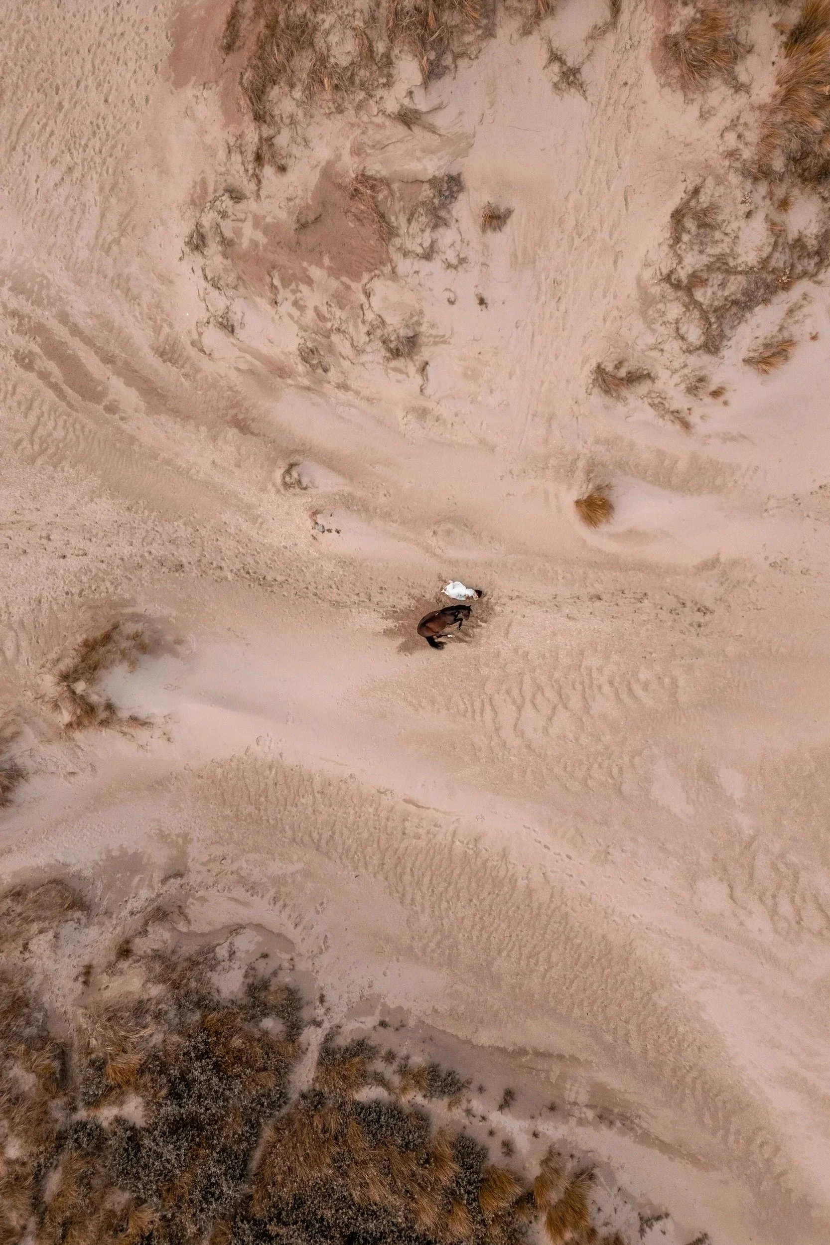 Ørkenlandskab med sand, små planter og en oryx-ko.