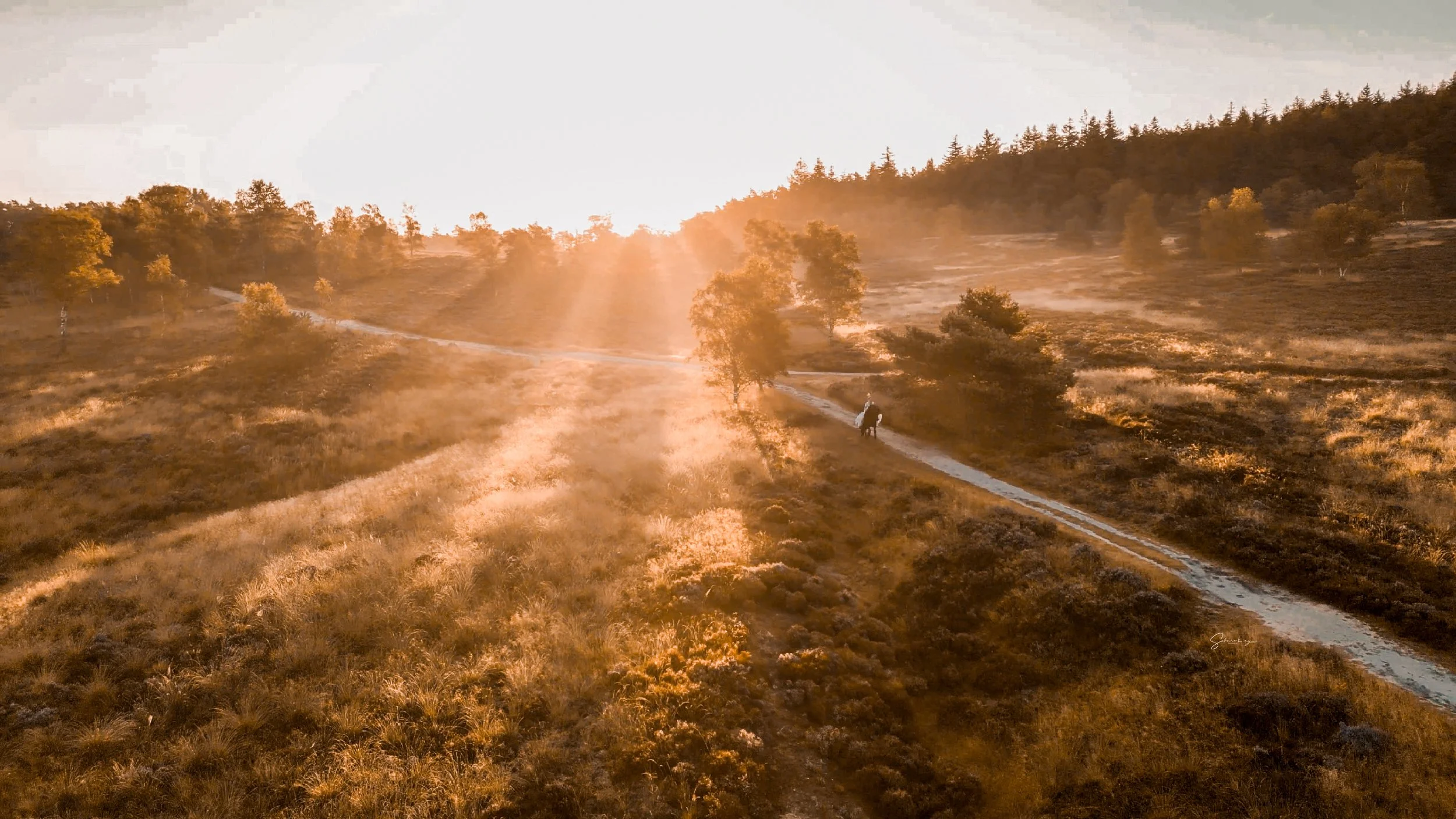 Pferdefotografie Lüneburger Heide