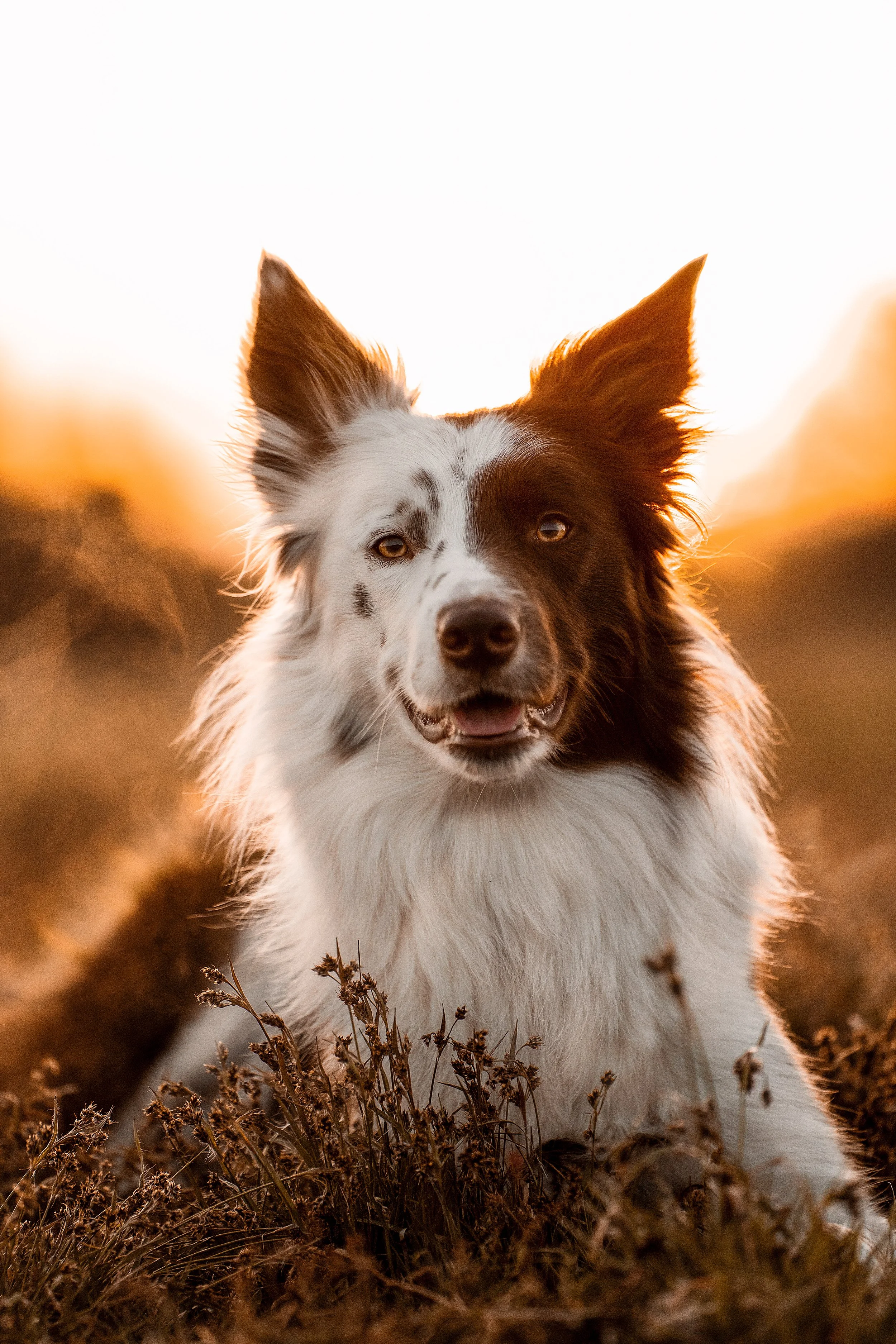 A Border Collie dog with a white and brown coat, sitting outdoors in dry grass during sunset, looking at the camera with a happy expression.