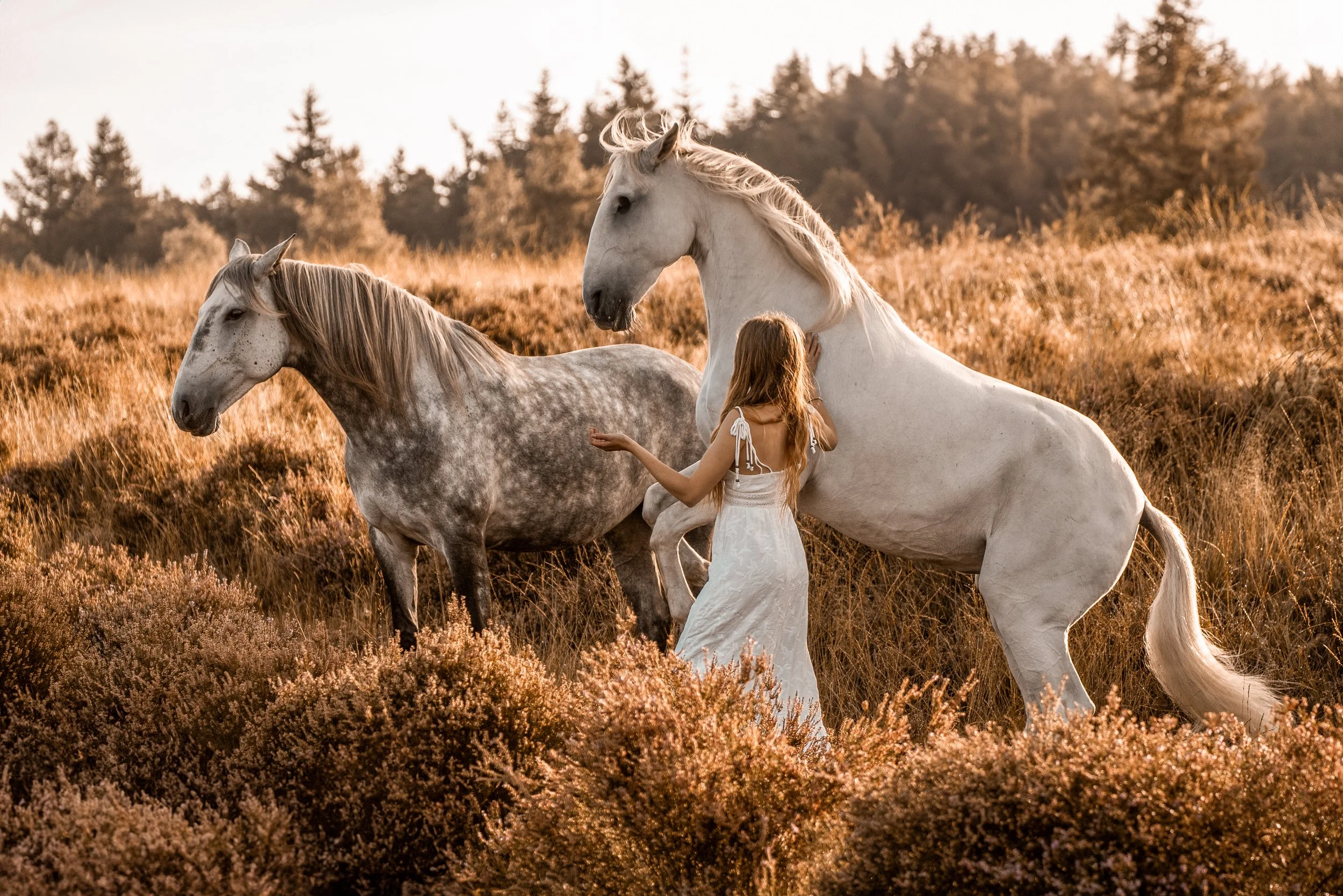 Emotionale Pferdefotografie in Dänemark