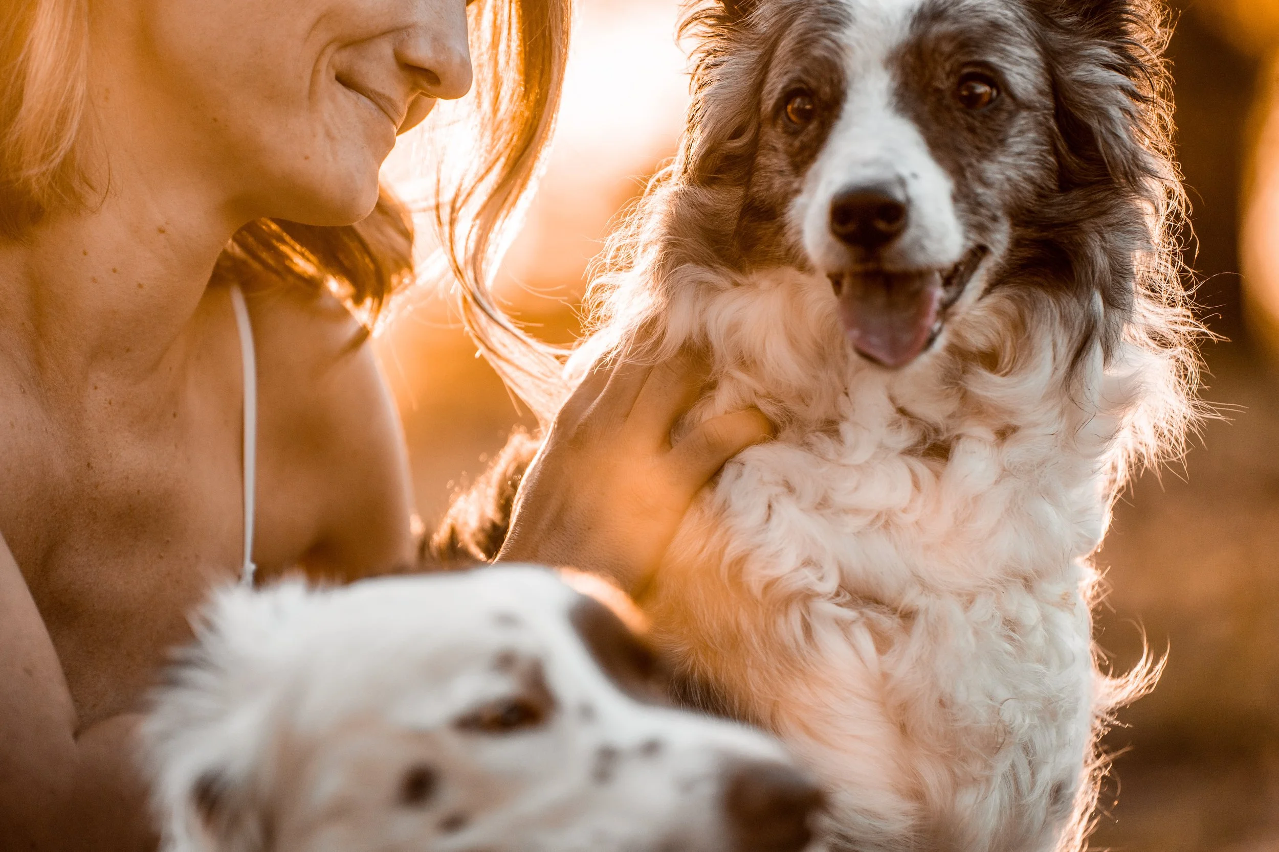 A woman smiling at a dog with a black and white coat, large eyes, and fluffy fur, outdoors during sunset.