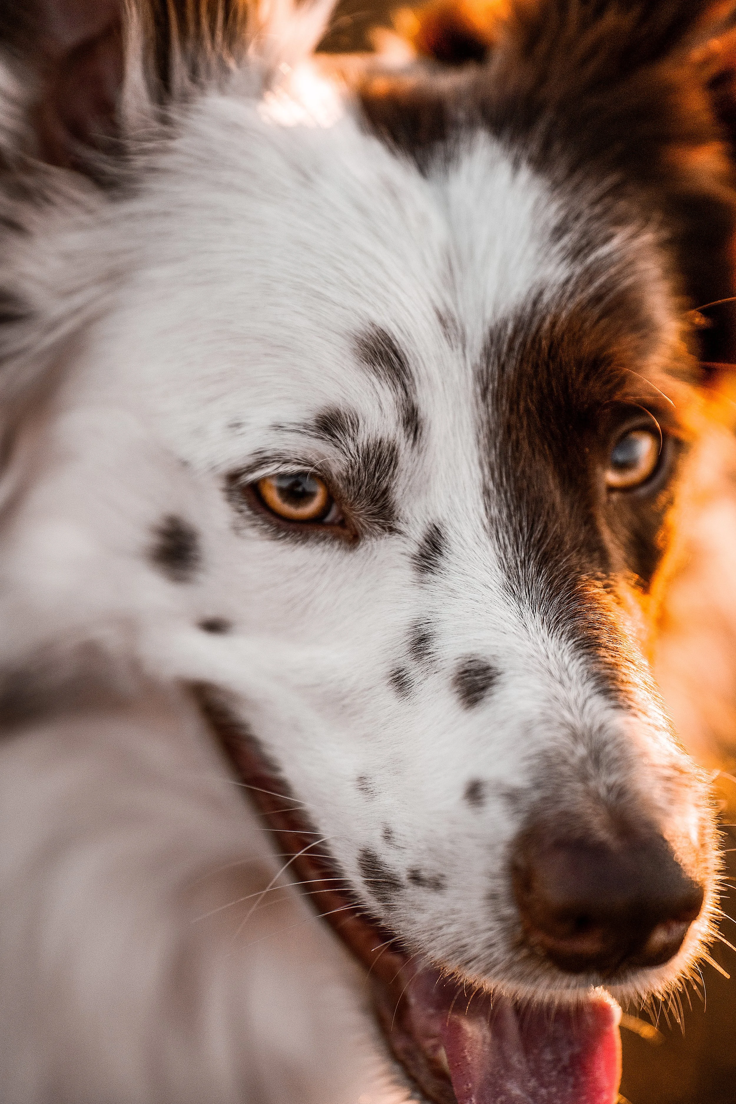 Close-up of a dog with black, white, and brown fur, showing part of its face with visible eye, nose, and tongue.