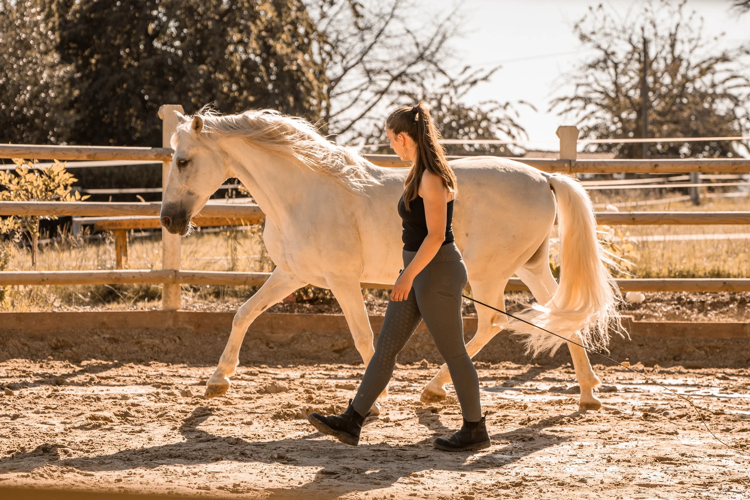 Eine junge Frau in schwarzen Reitleggings führt ein weißes Pferd auf einer Reitwiese im Freien. Es ist sonnig, und im Hintergrund sind Bäume zu sehen.