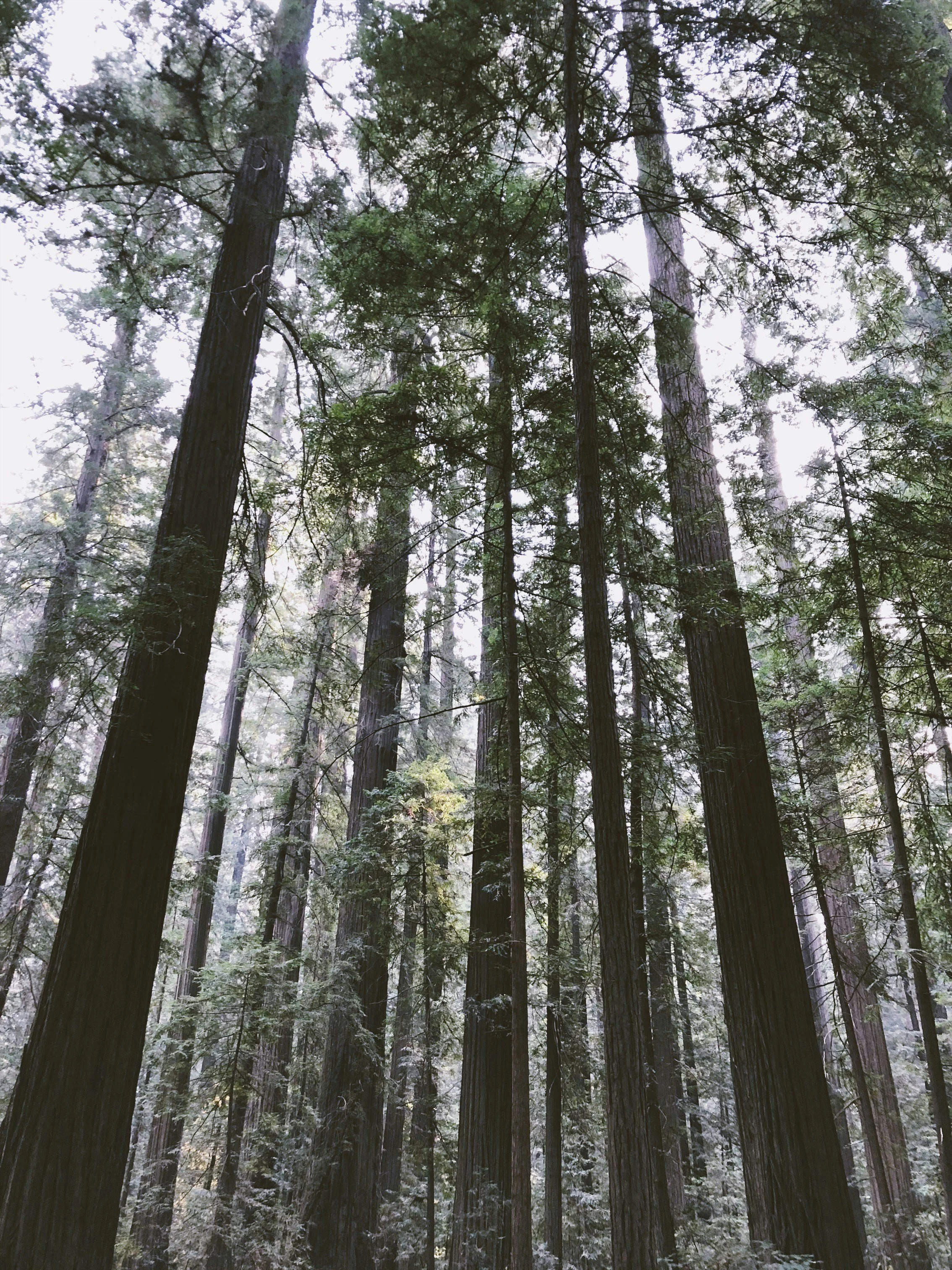 Redwoods and moss.jpg