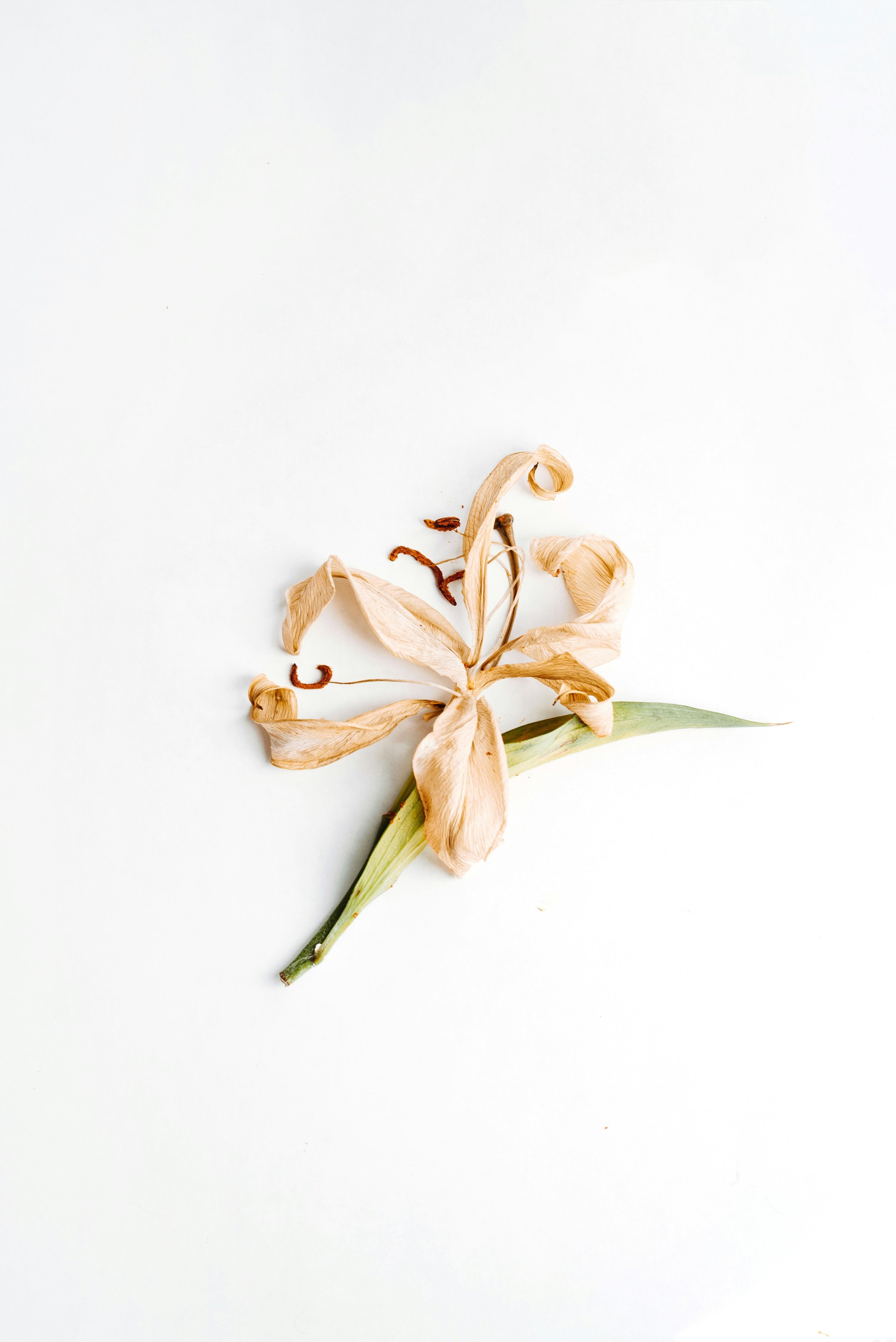 Vanilla - Soy Candle