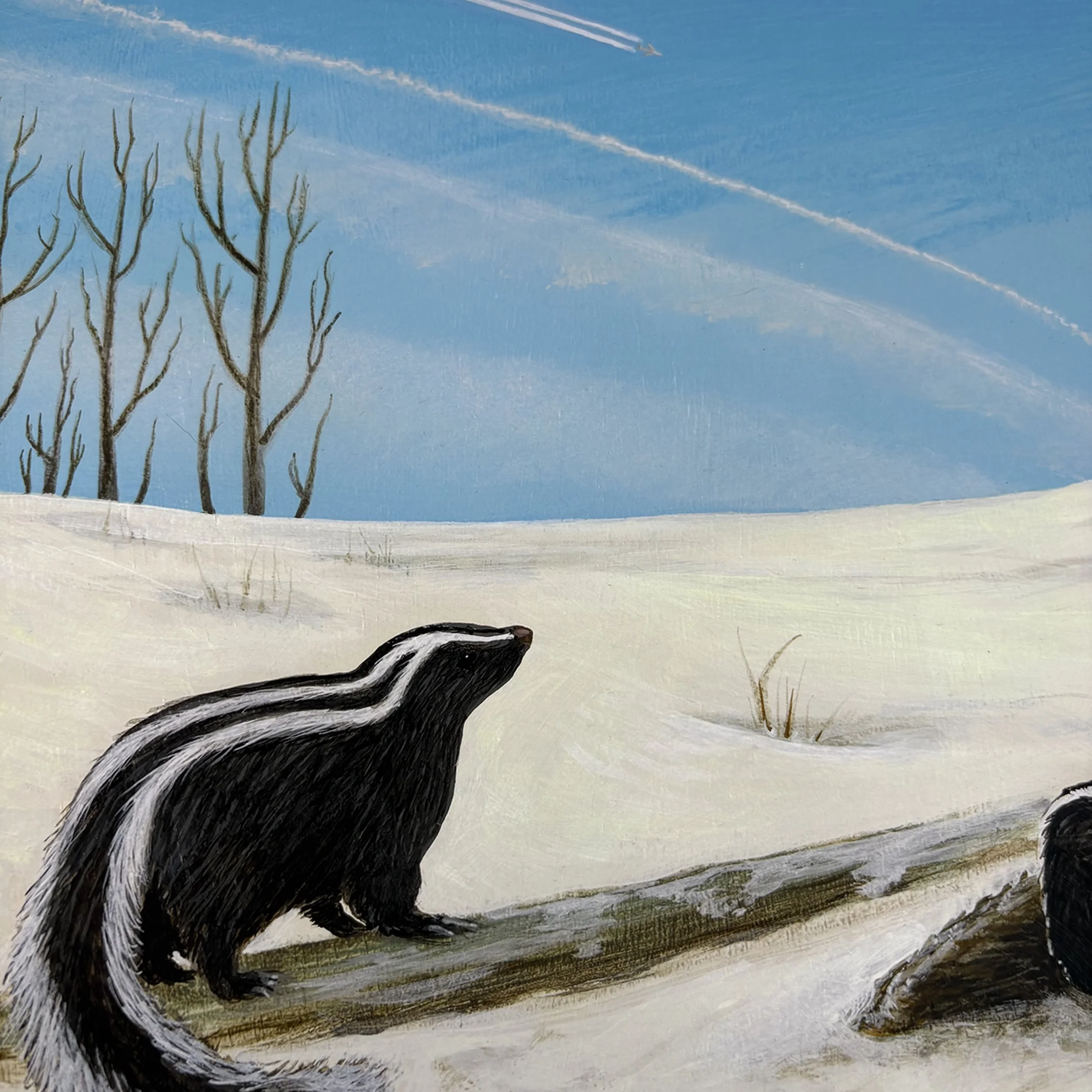 skunk.close.jpeg