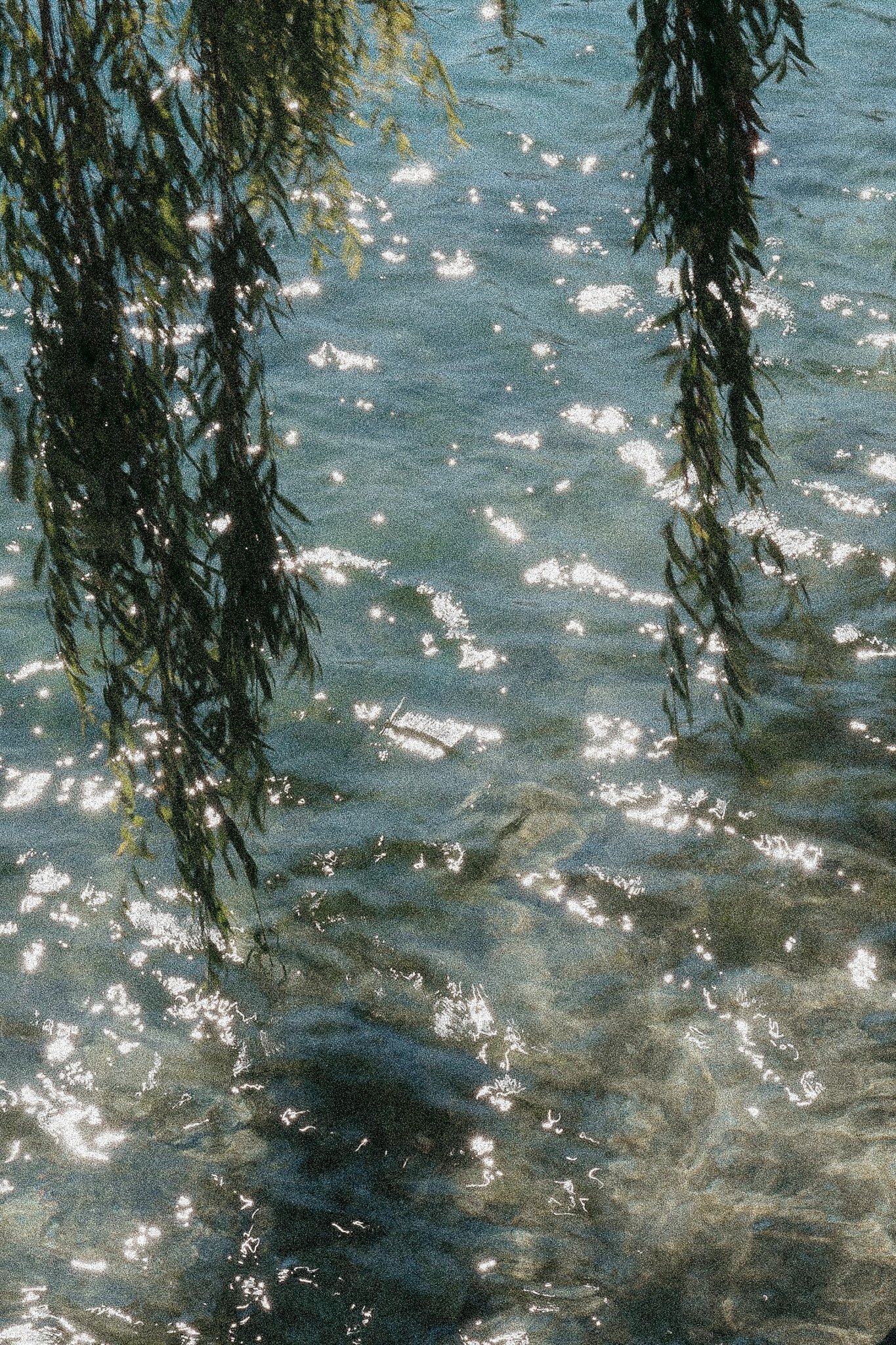 Sunlight reflecting off a body of water with overhanging leaves.