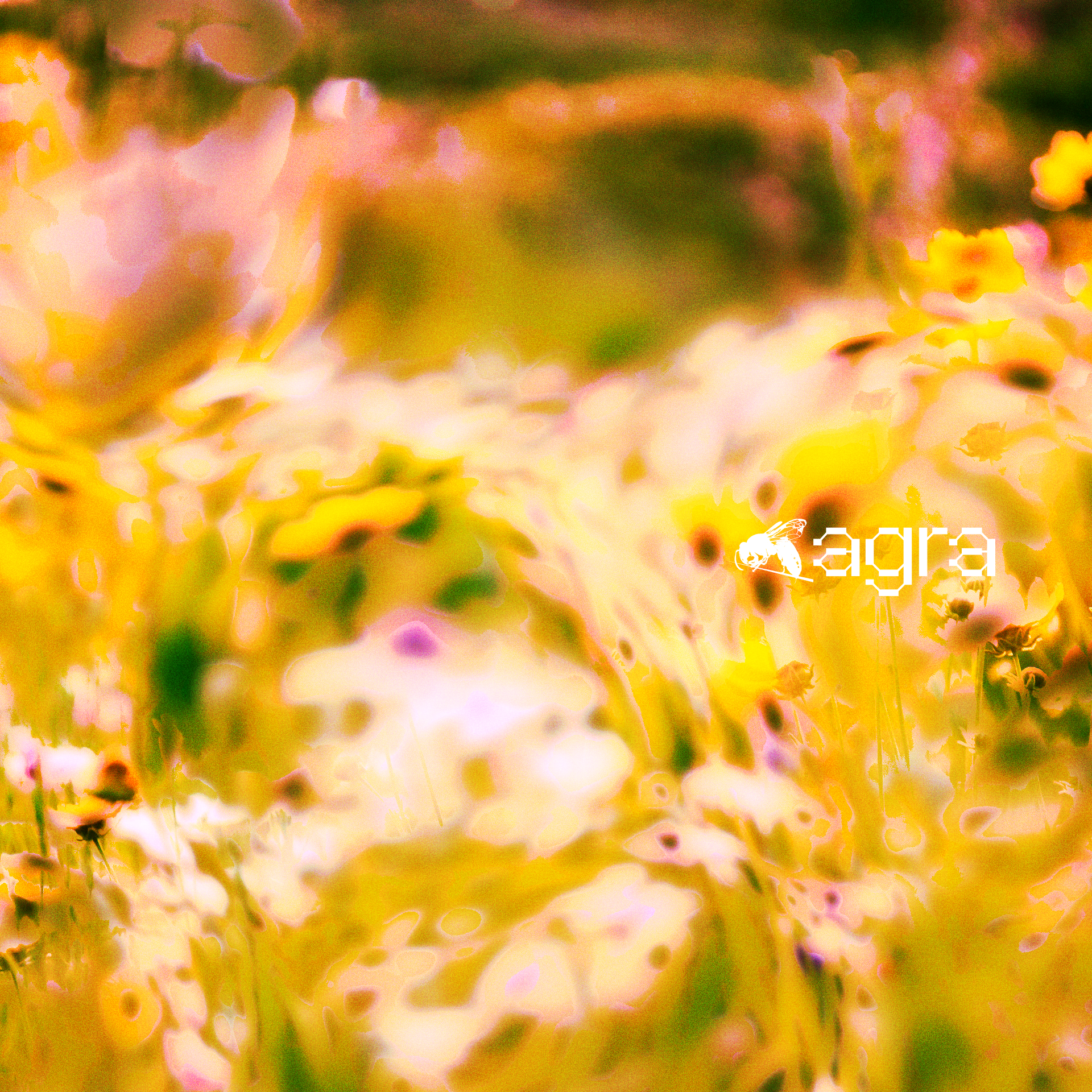 Brand Graphics for Agra