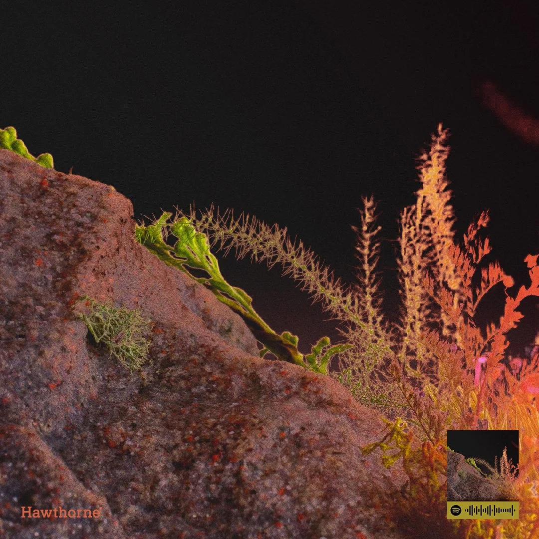 Art Direction for Hawthorne