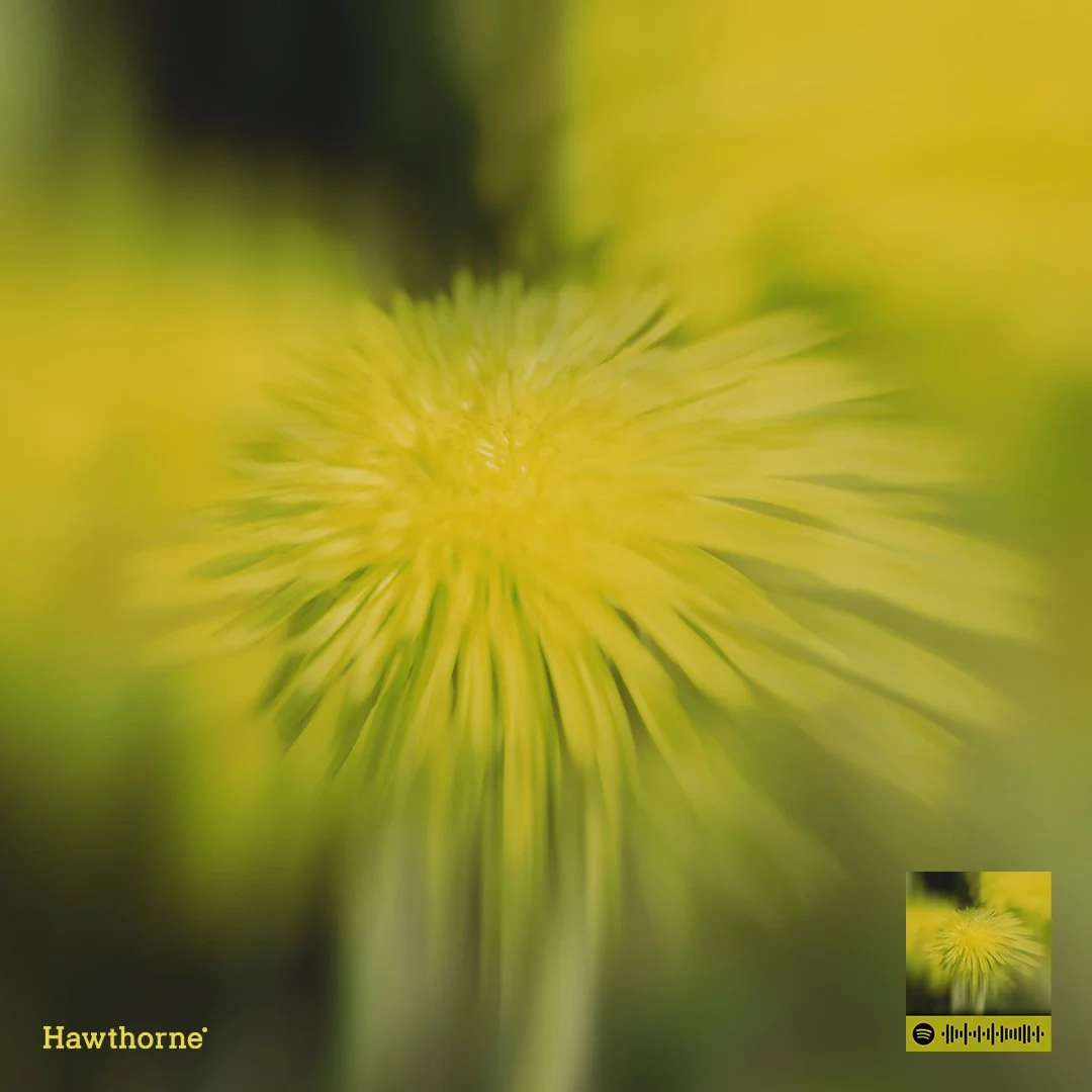 Art Direction for Hawthorne