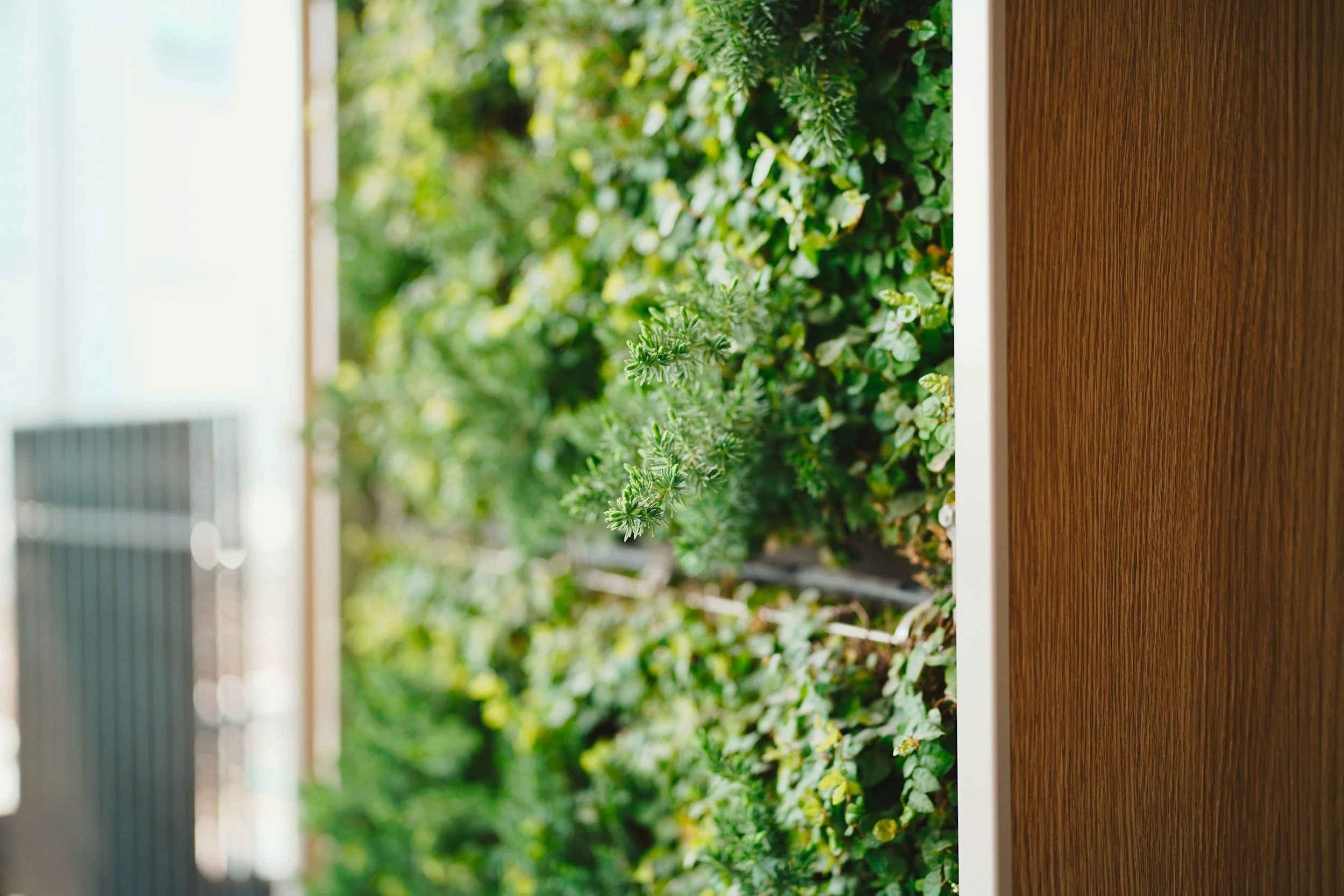 Close-up of a green wall with various plants and foliage, next to a wooden surface, outdoors with sunlight filtering through.