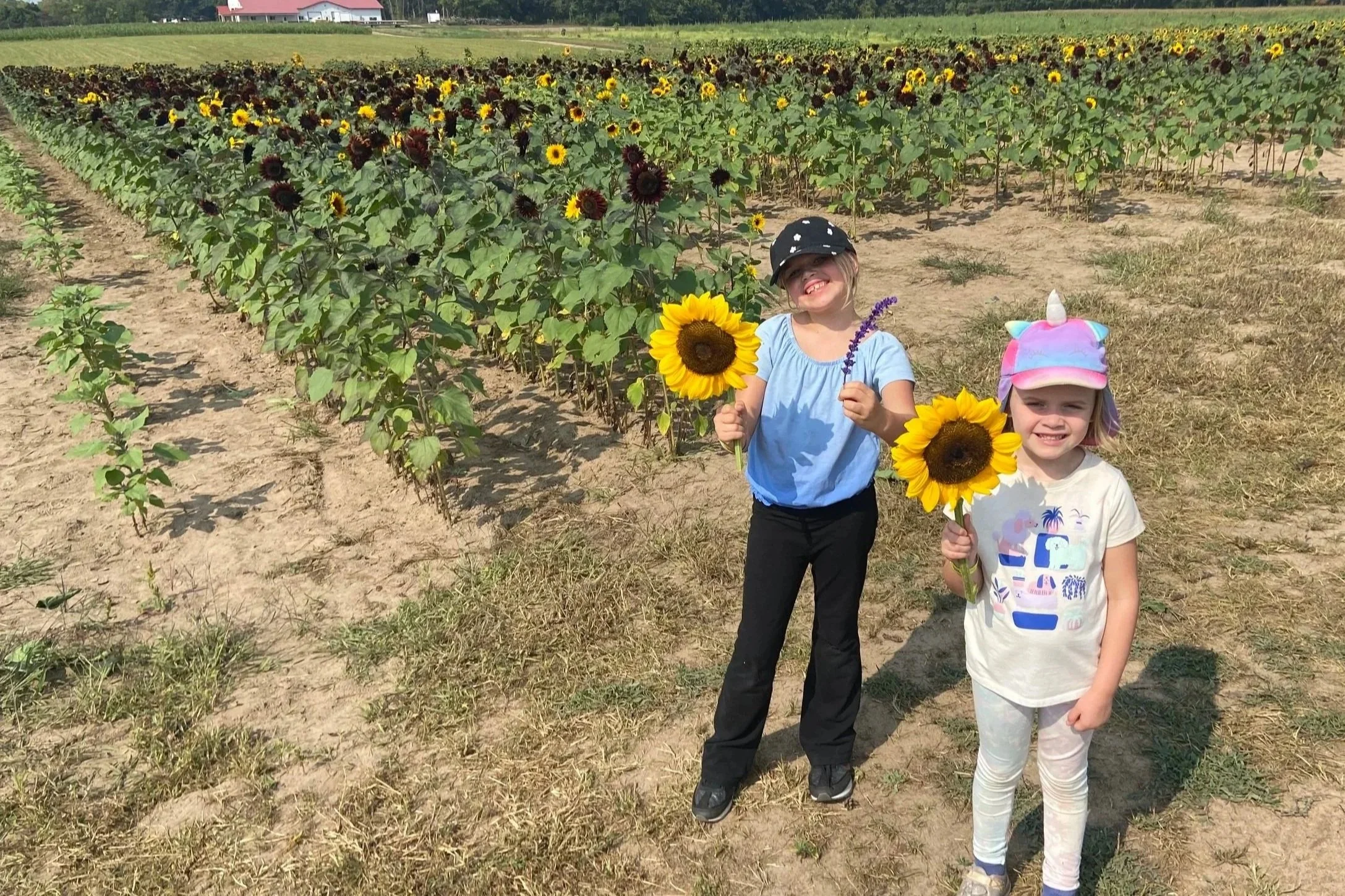 Two young girls holding sunflowers in a sunflower field on a sunny day, smiling at the camera.