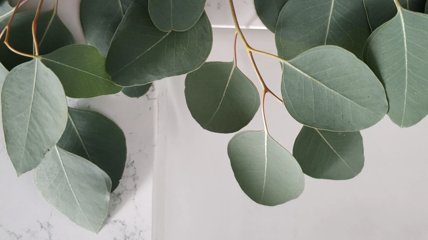 Close-up of eucalyptus leaves hanging over a white marble surface.