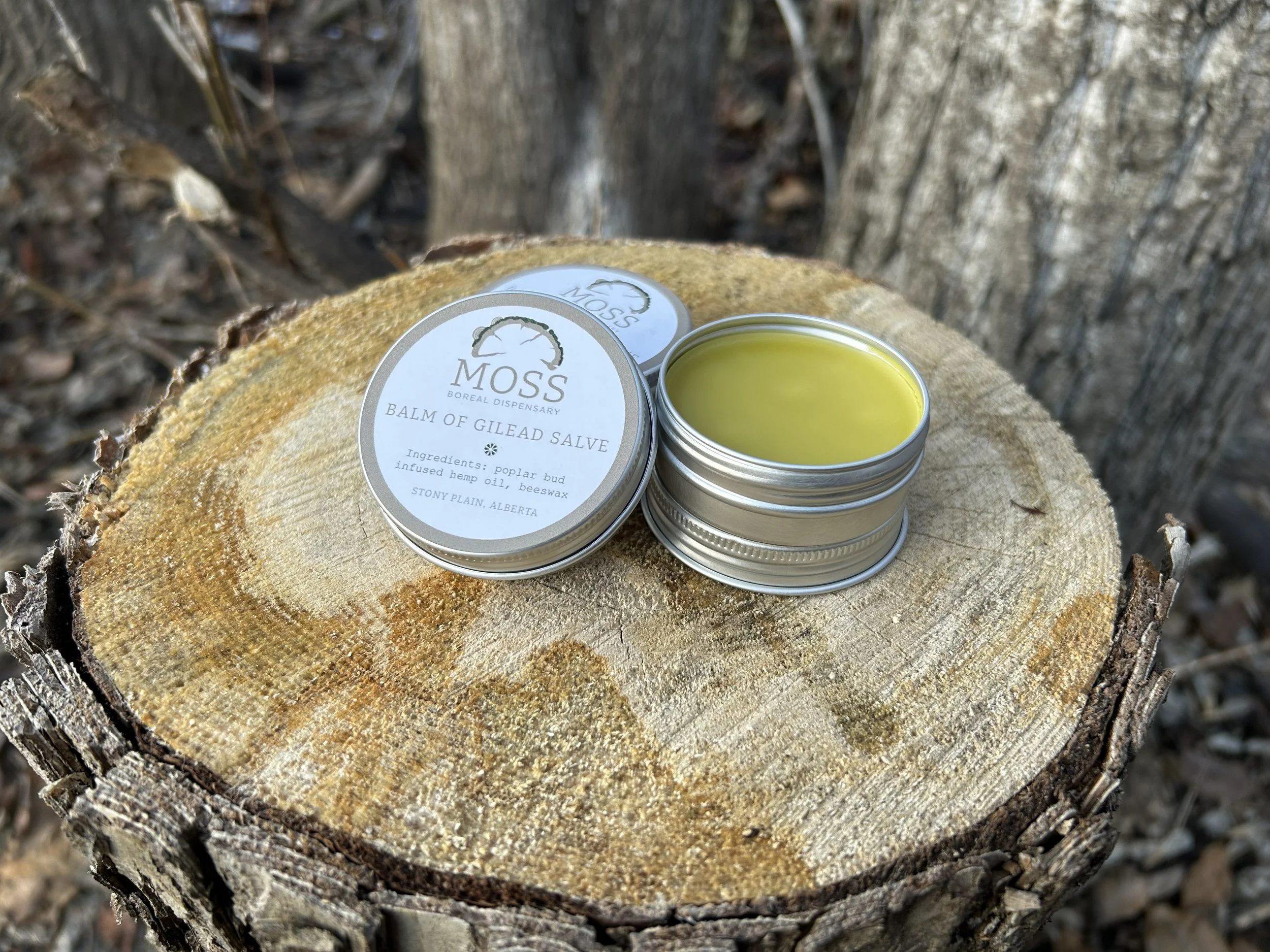 A round tin container of Moss Balm of Gilead Salve with a label featuring a tree logo, resting on a tree stump outdoors, with the lid partly open showing yellow balm inside.