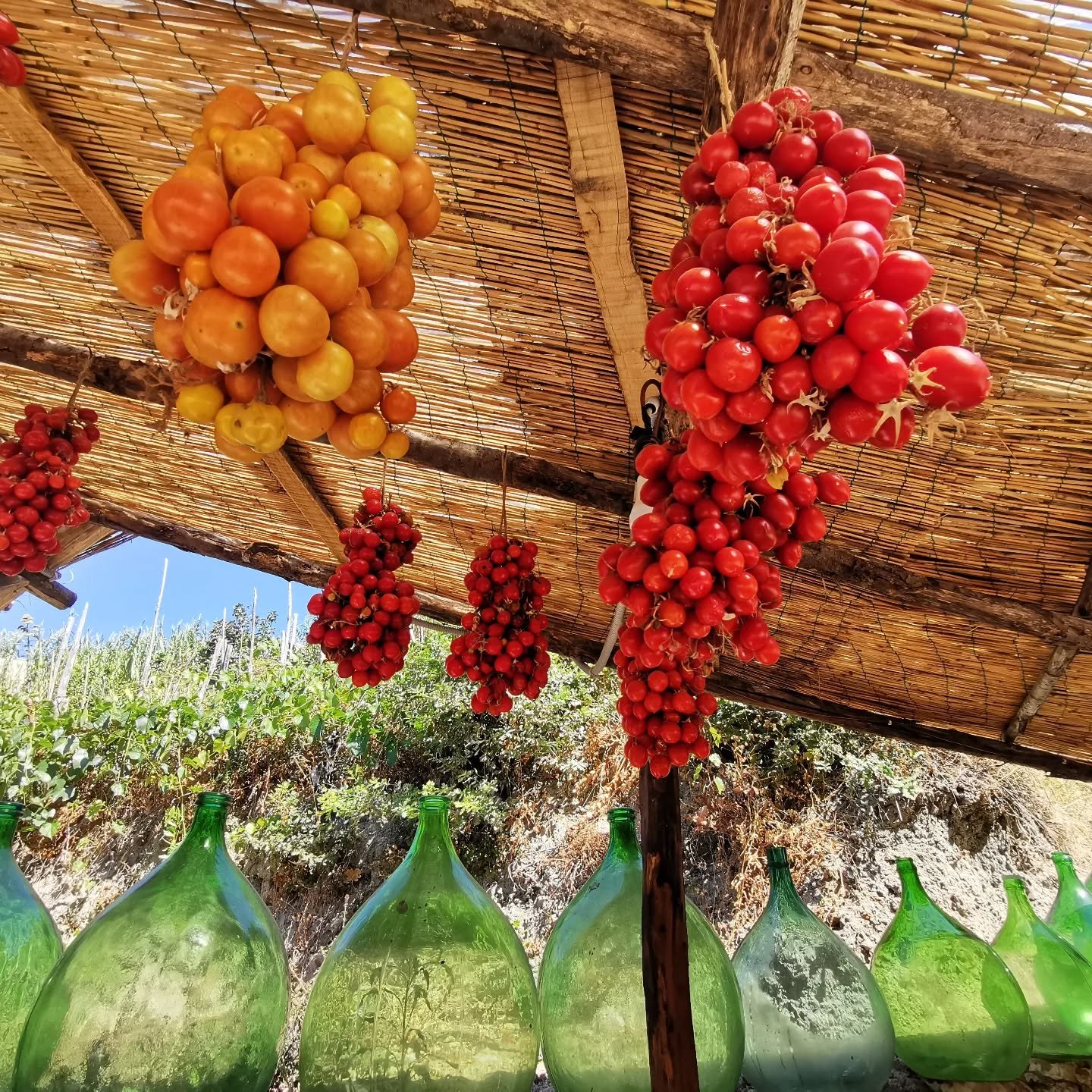 🍅🍅🍅 Aspettando la stagione del Piennolo perch&eacute; non ne approfitti per esplorare i sentieri dell'isola verde ora che si sta ancora freschi e l'aria &eacute; dolce e la fioritura &egrave; nel massimo del suo splendore?

Le Guide Ambientali Esc