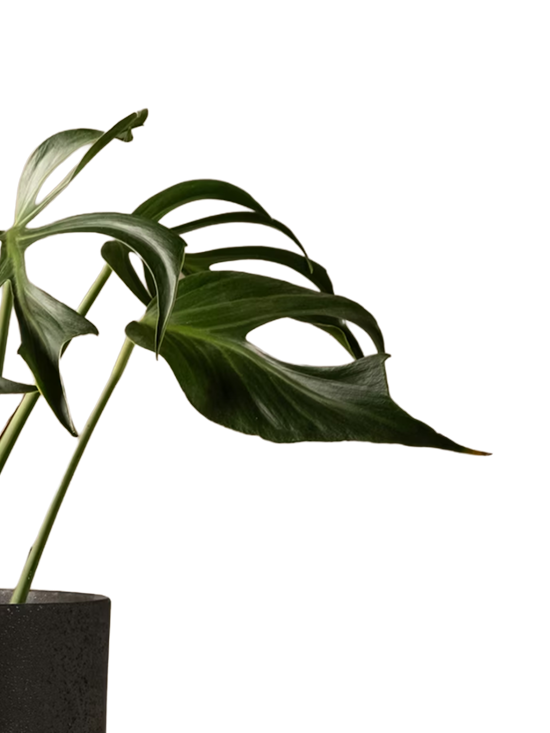 Green Monstera plant with large leaves in a black pot.