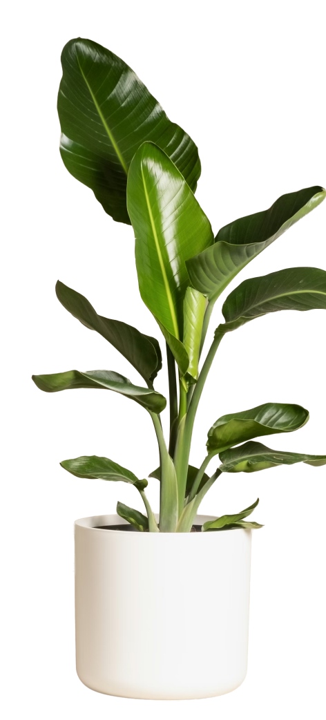 A potted plant with large, glossy green leaves in a white pot.