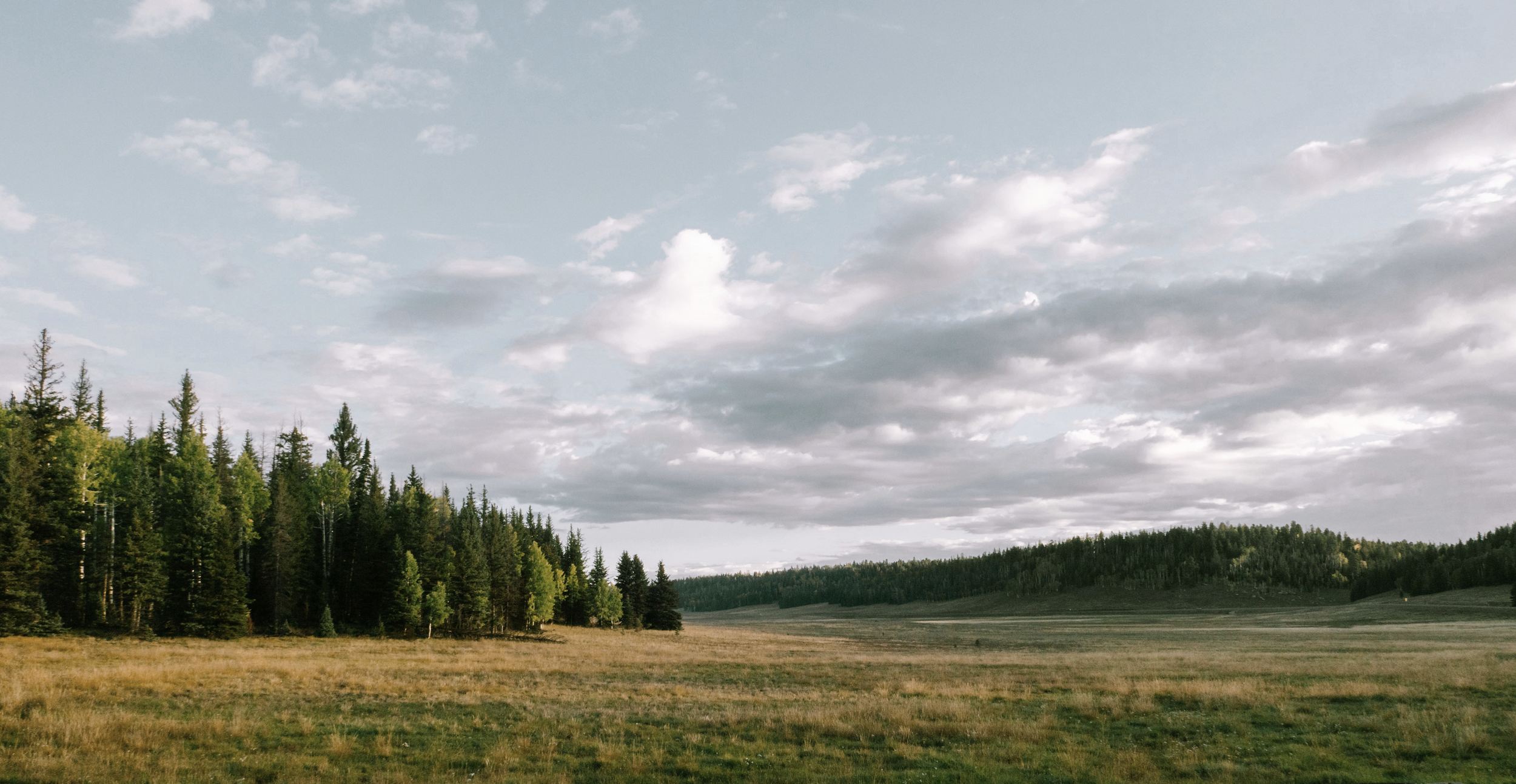 Meadow copy.png