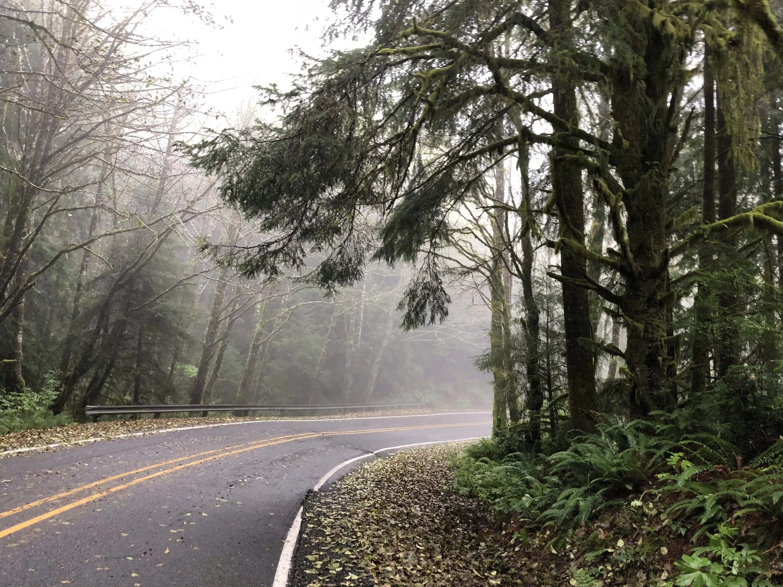 A winding mountain road surrounded by dense, moss-covered evergreen trees and ferns, with a misty atmosphere.