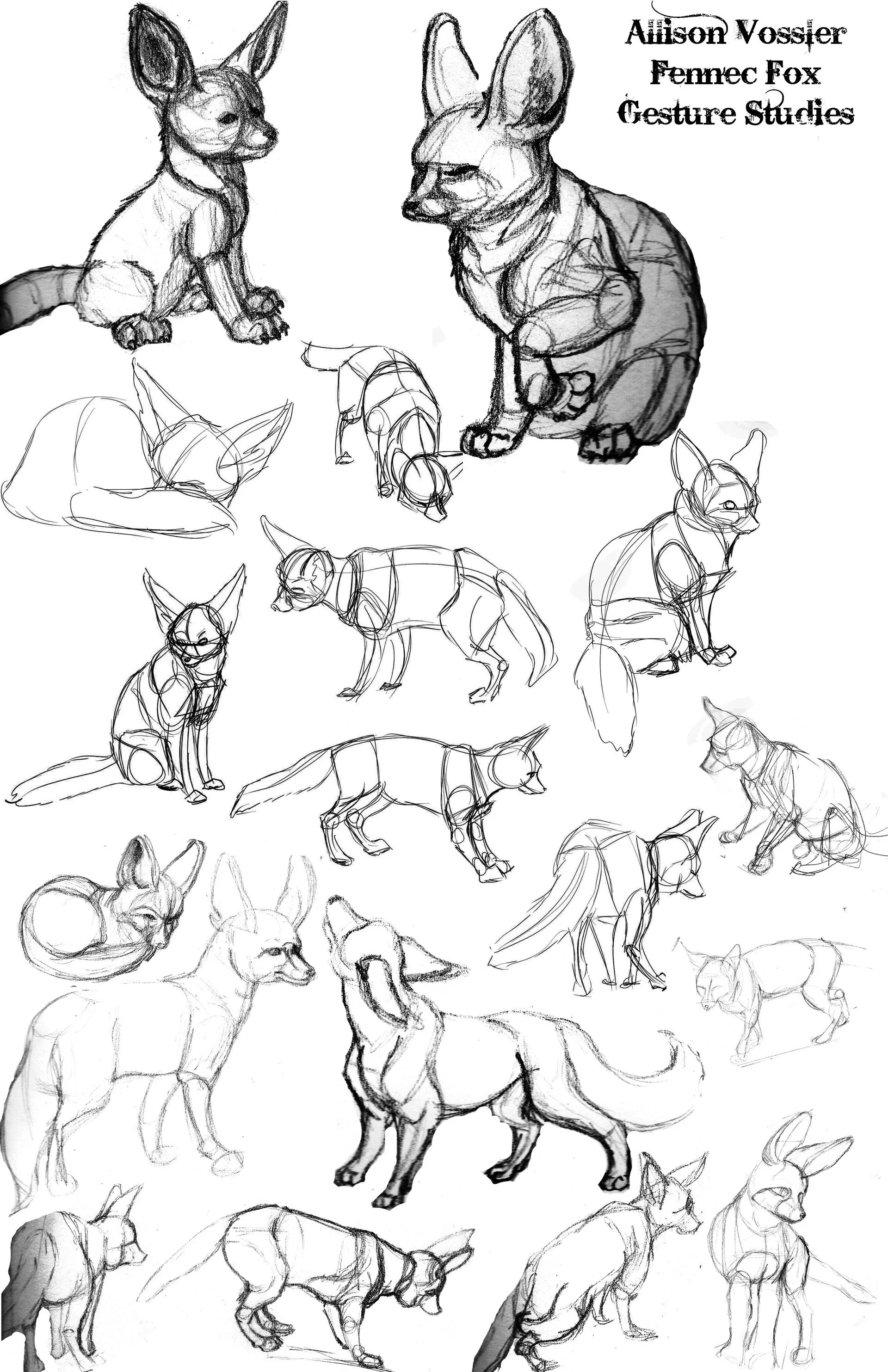 Photoshop (Animal Drawing Class)