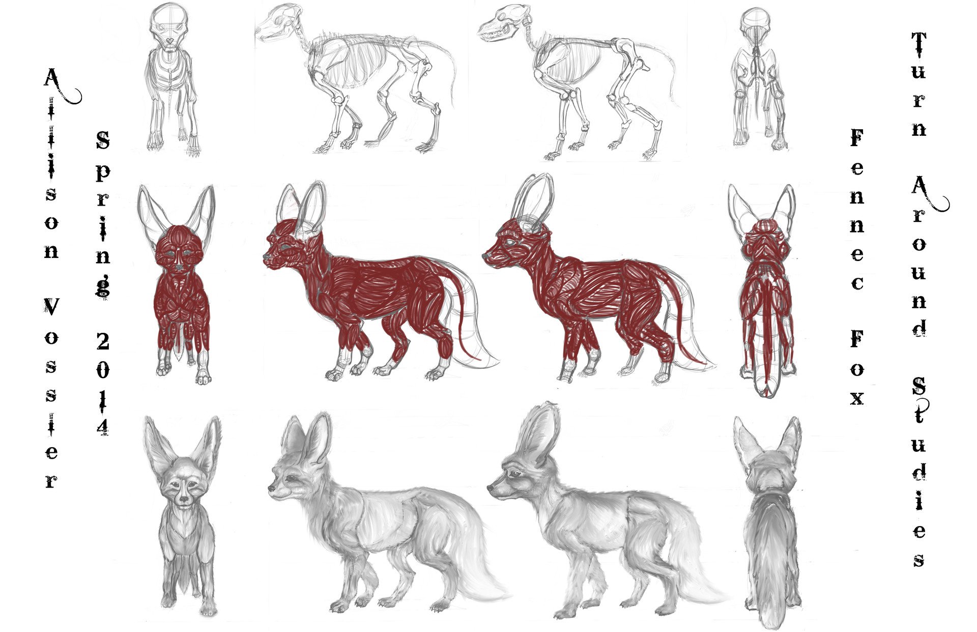 Photoshop (Animal Drawing Class)