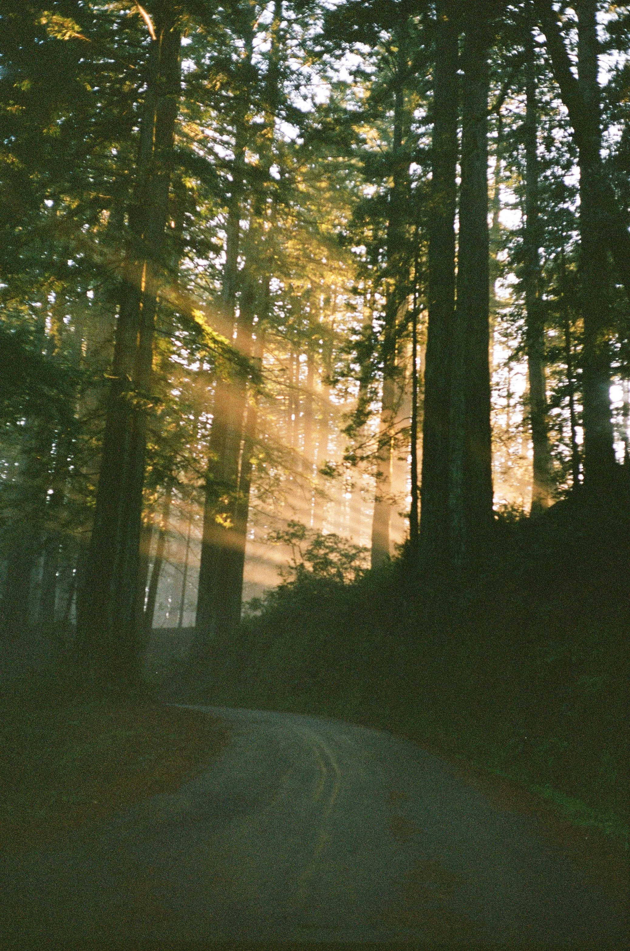 A forest scene with tall trees and sunlight filtering through the branches, illuminating a winding dirt road.