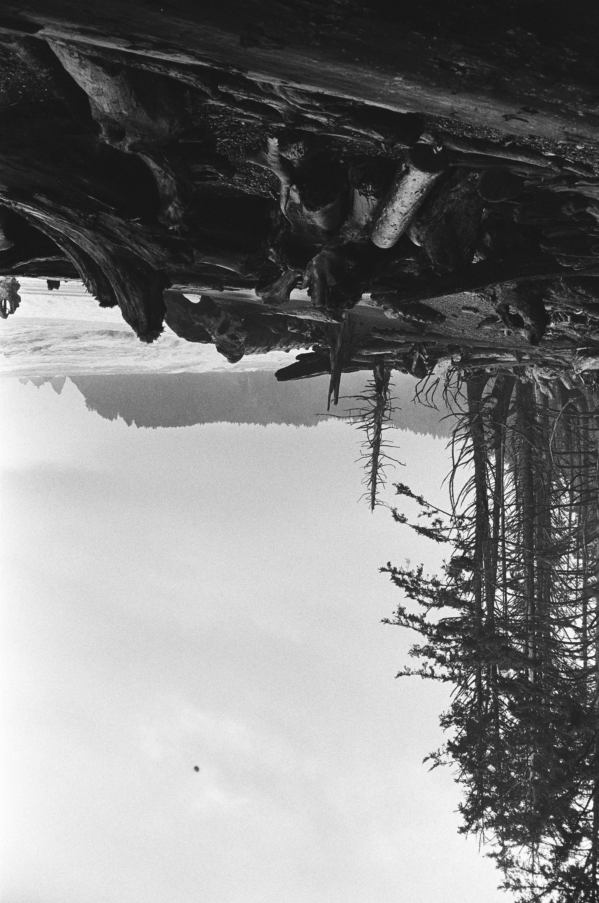 Black and white photograph of a beach with driftwood and pine trees, with mountains in the background.