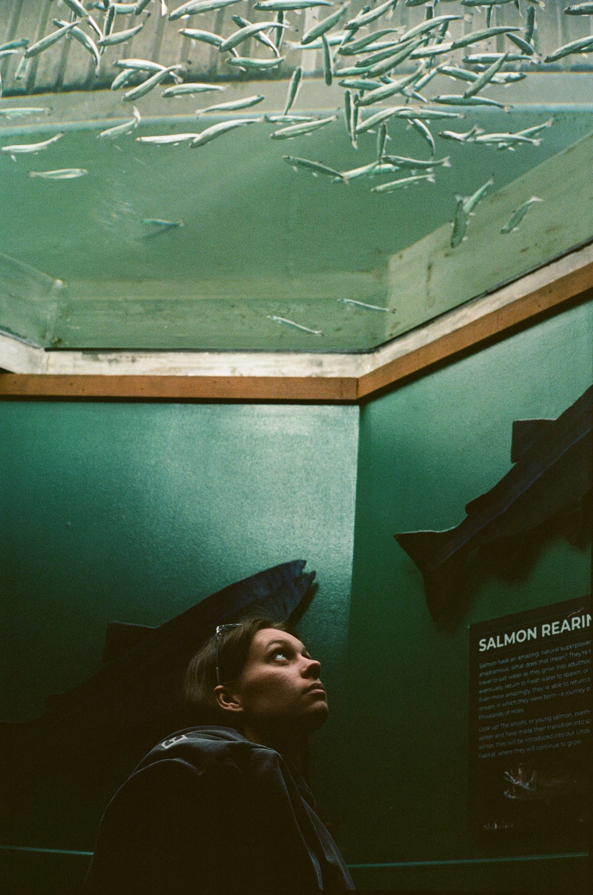 Woman looking up at a salmon tank filled with small fish, with an informational sign about salmon on the wall behind her.