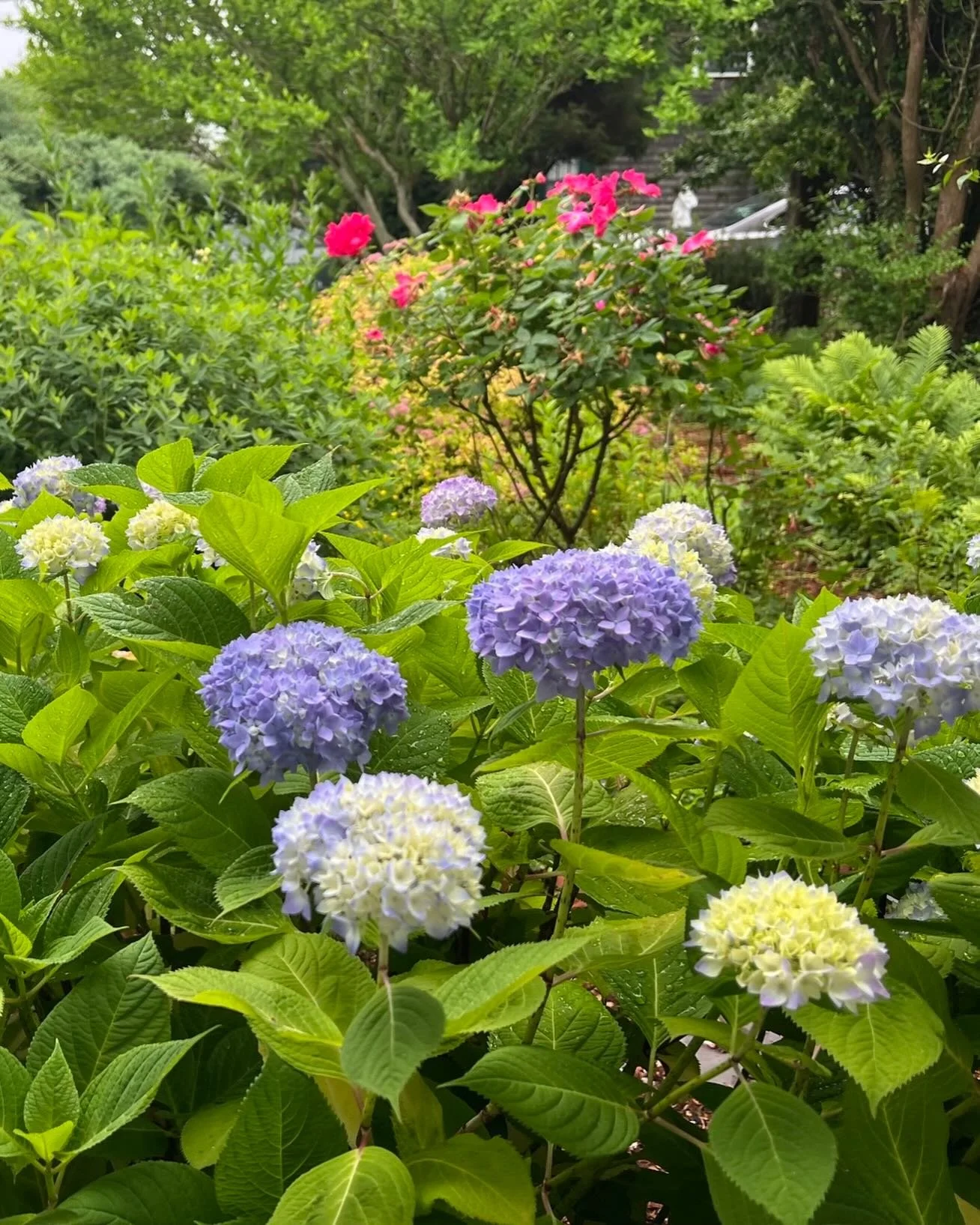 We arrive with the hydrangeas.