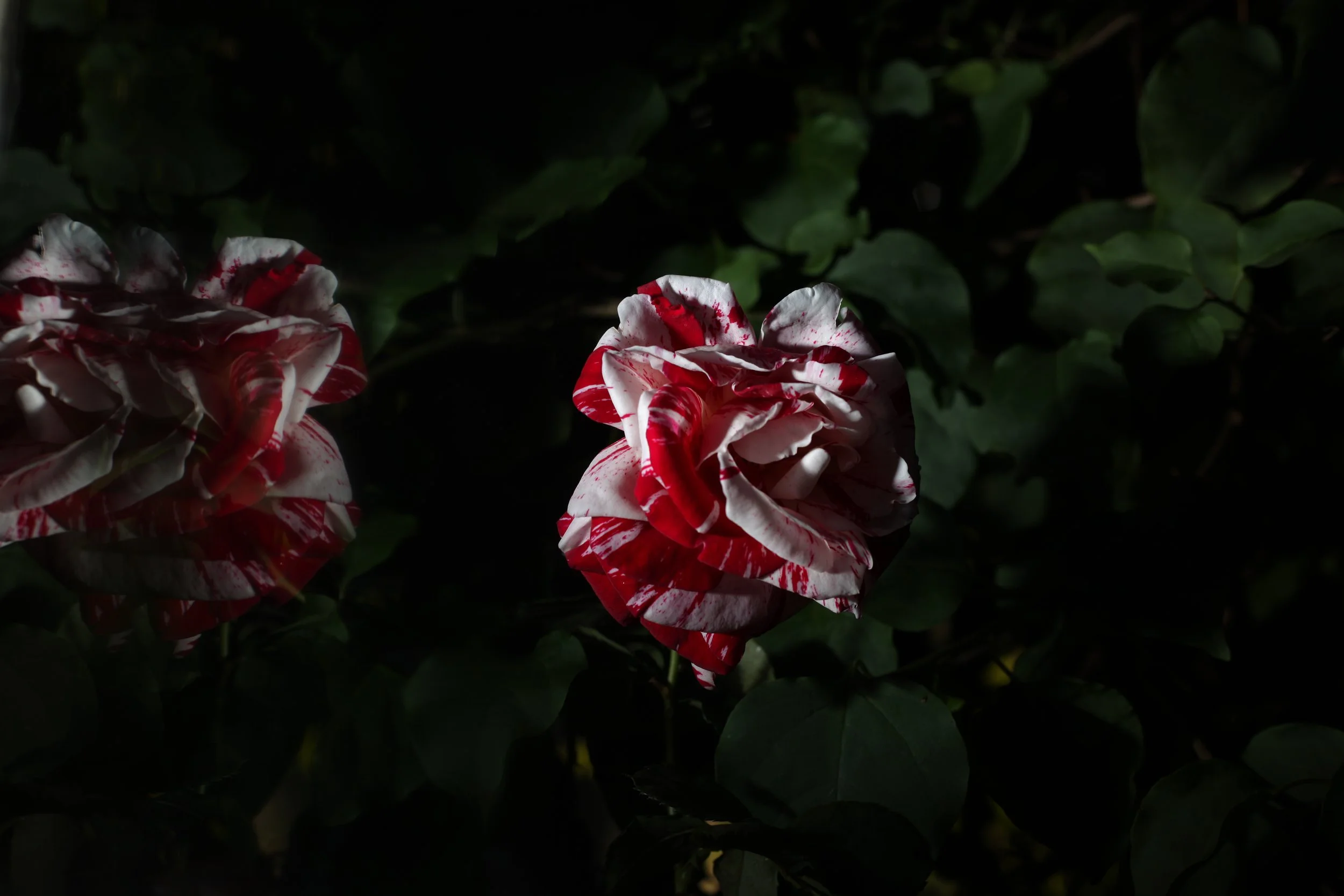 IMG_7533.JPG