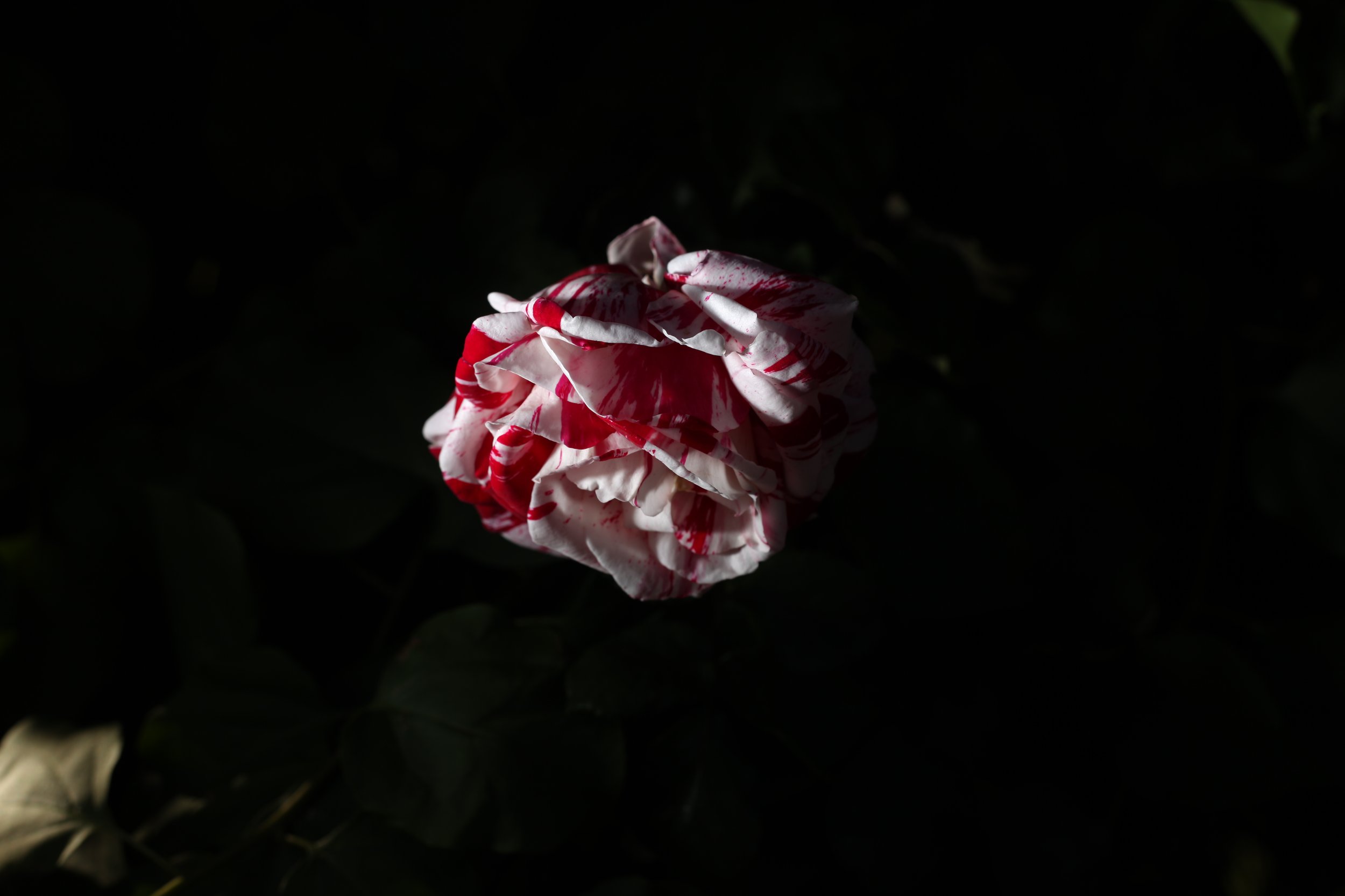 IMG_7483.JPG