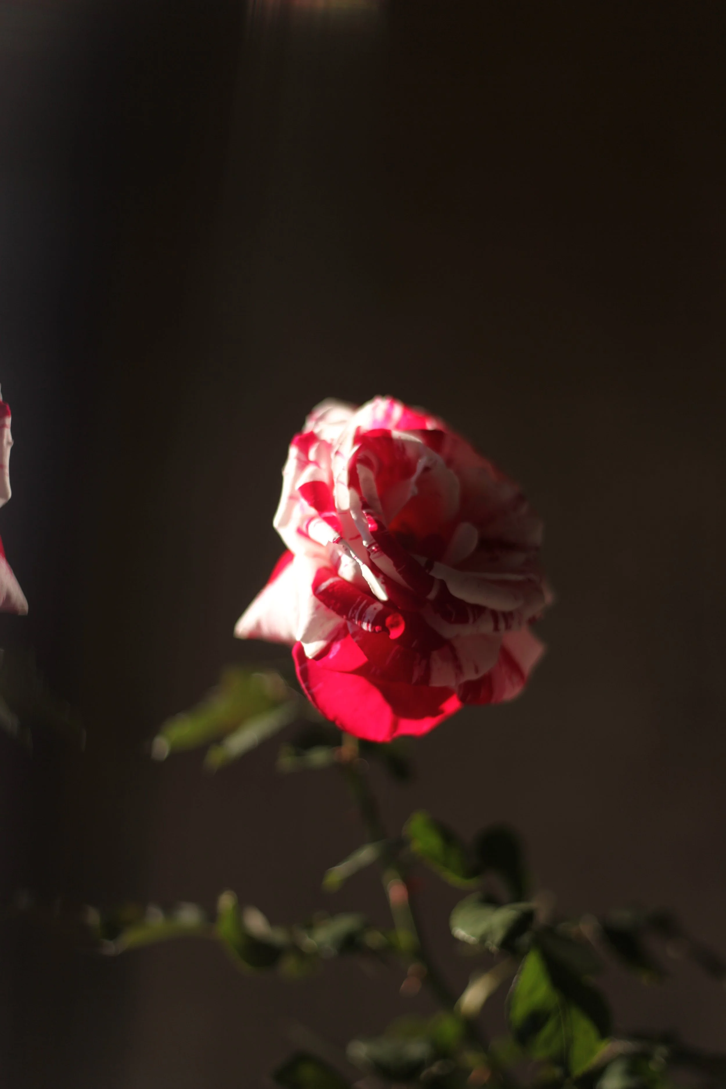 IMG_7320.JPG