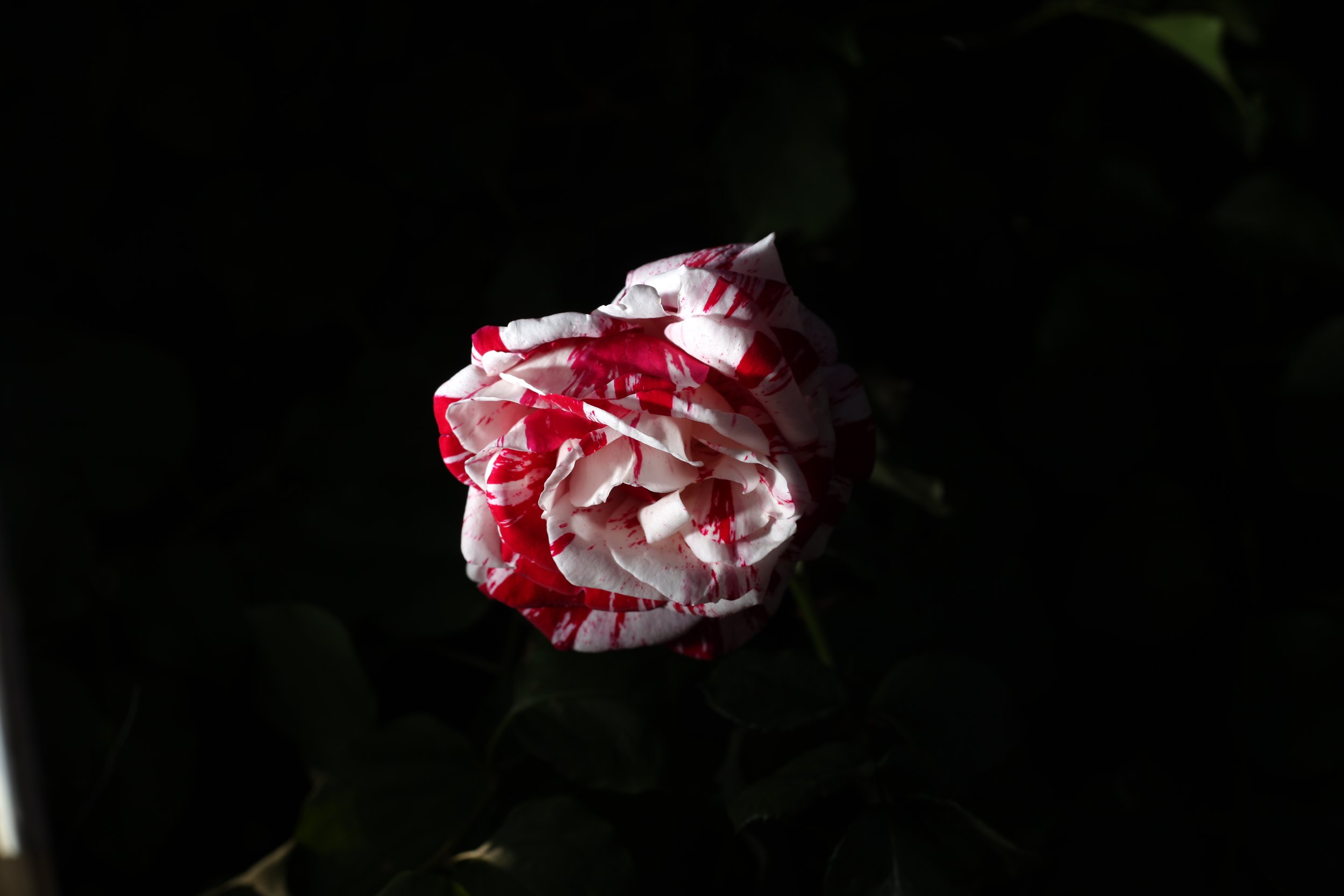 Scentimental Rose