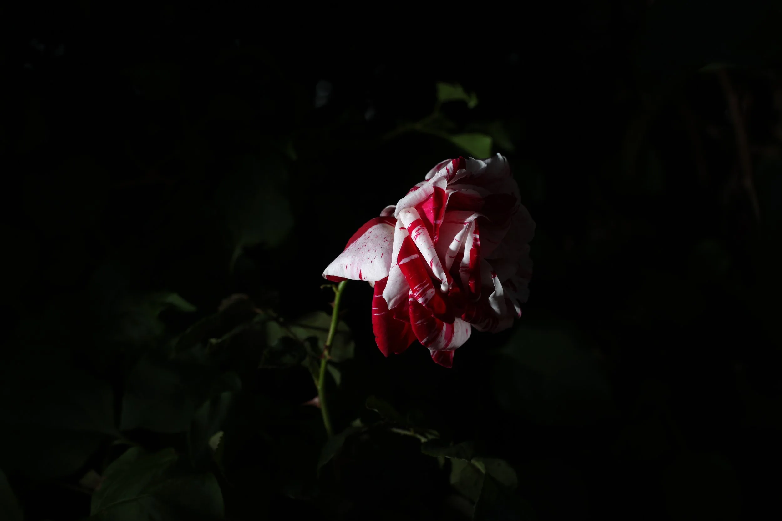 IMG_7496.JPG