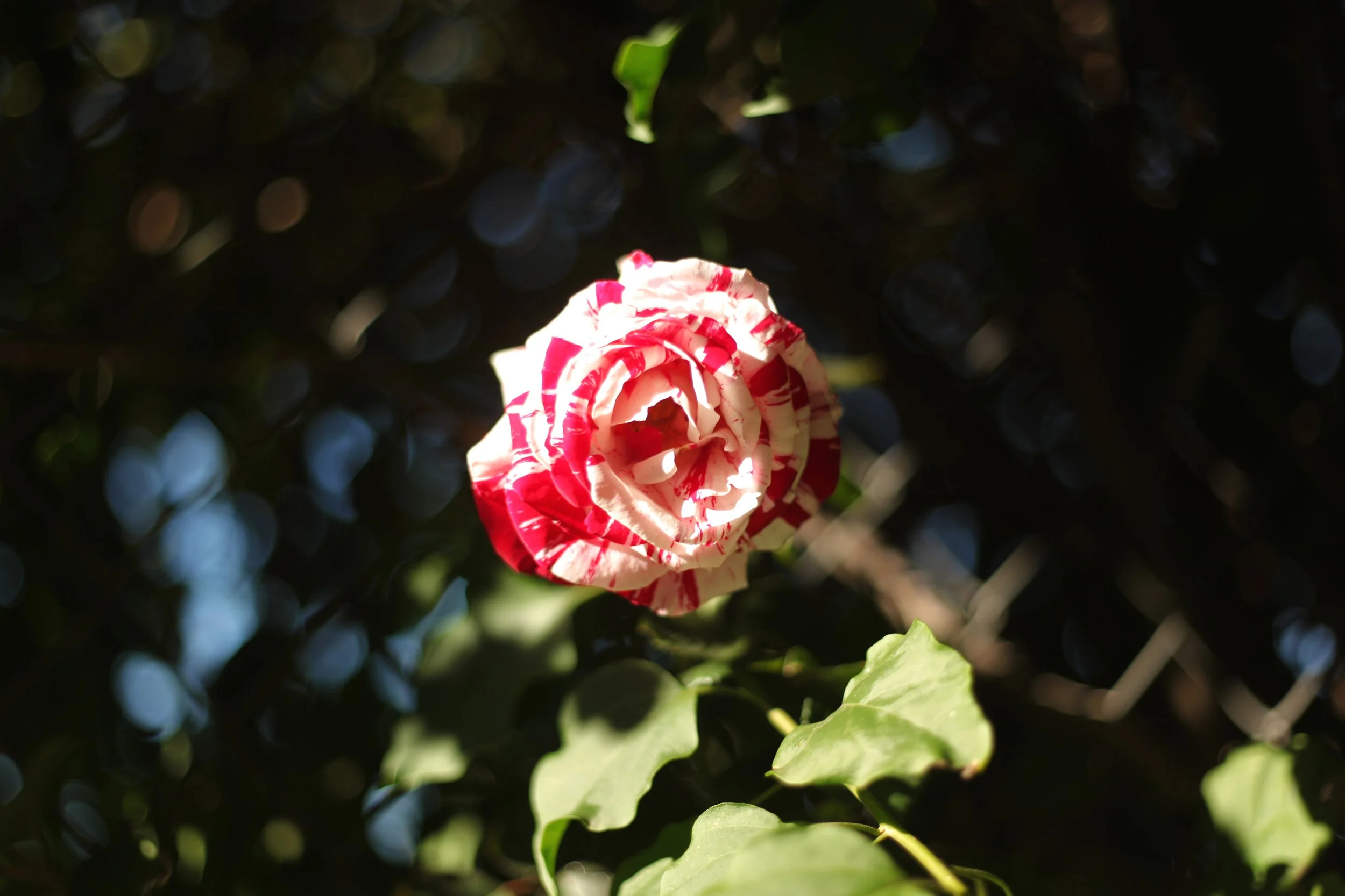IMG_7346.JPG