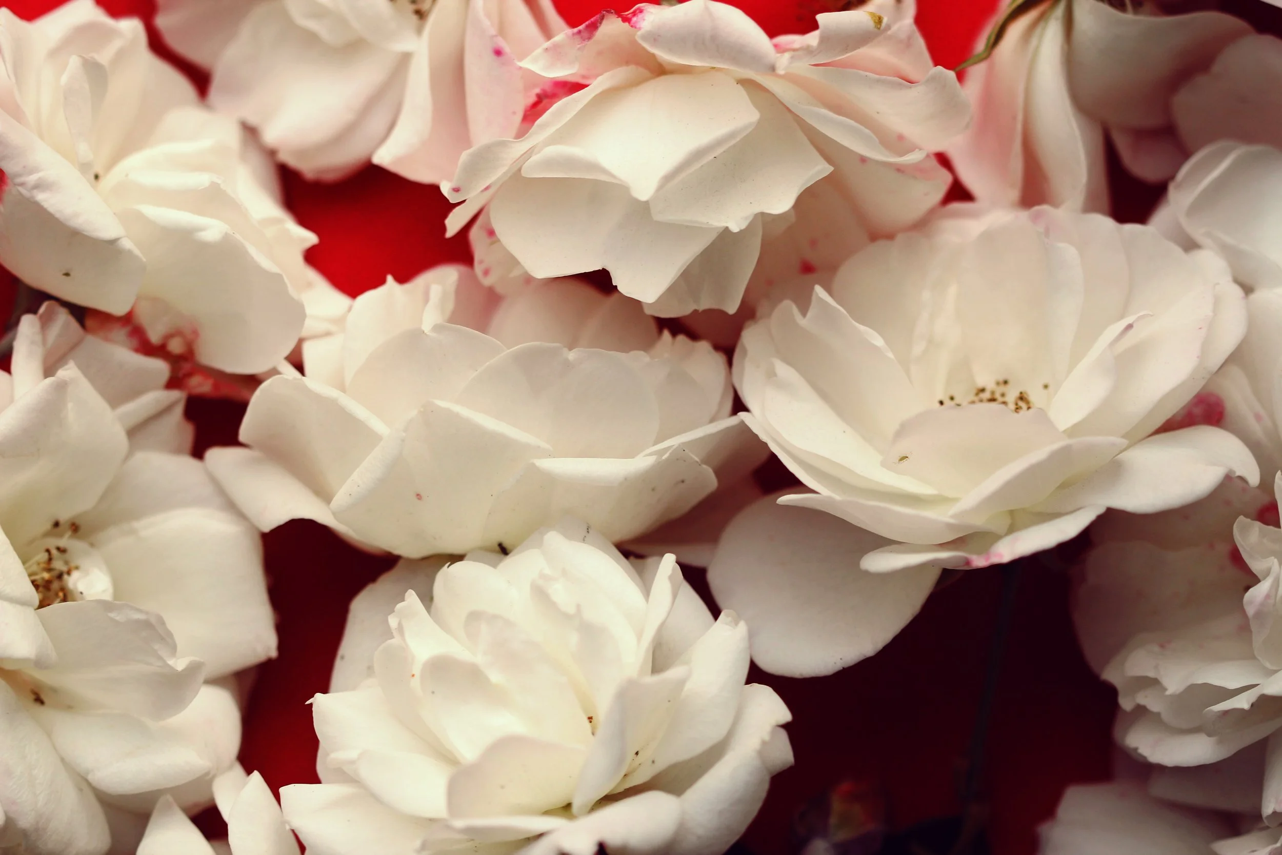white roses.jpg